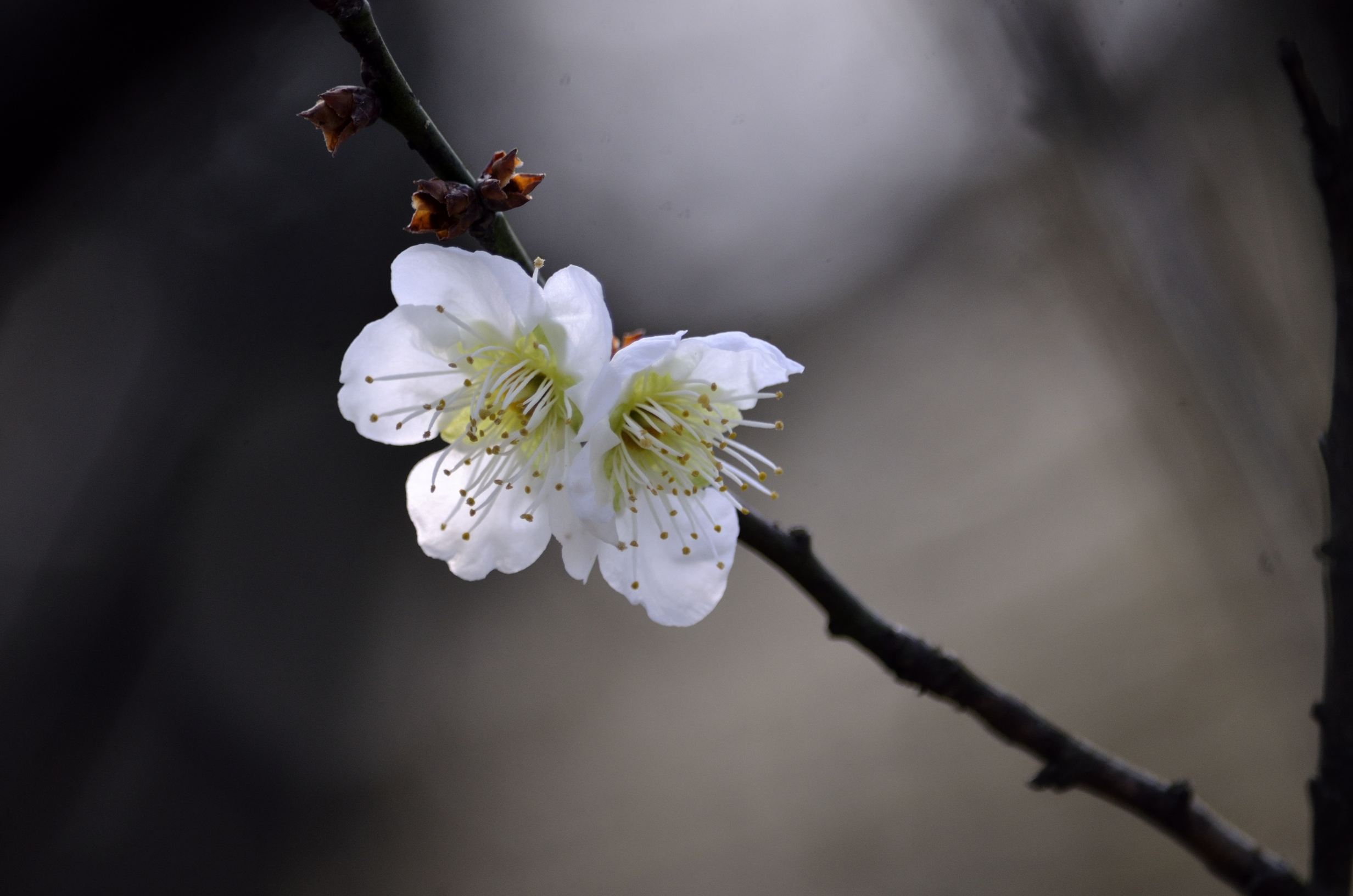 梅花系列一小绿萼梅(首发)