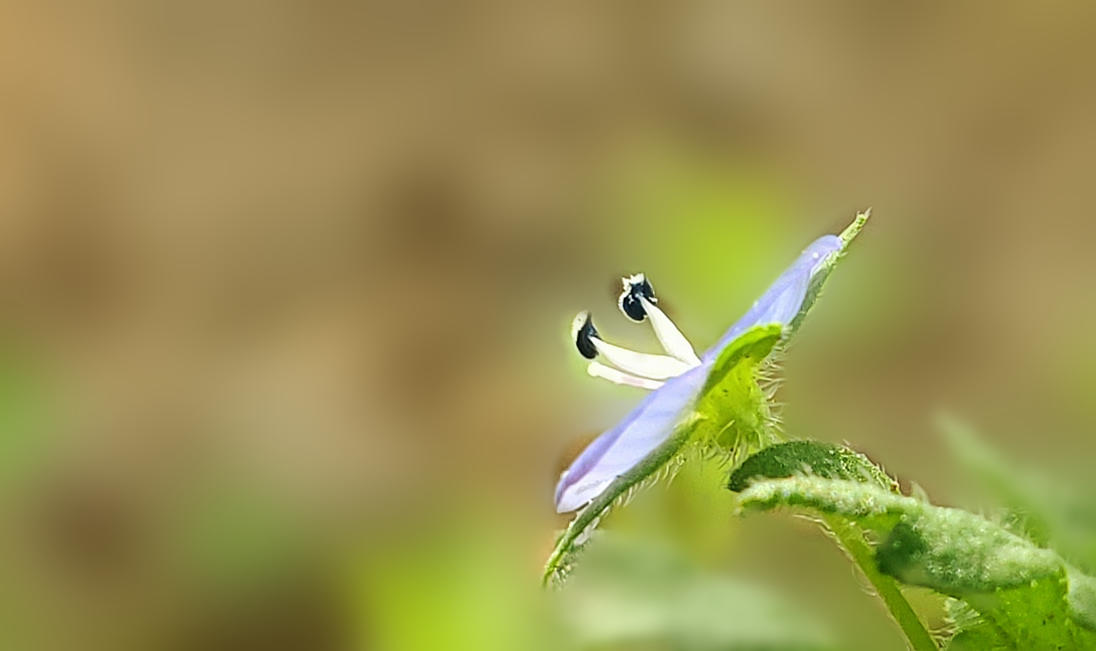 阿拉伯婆婆纳的传说