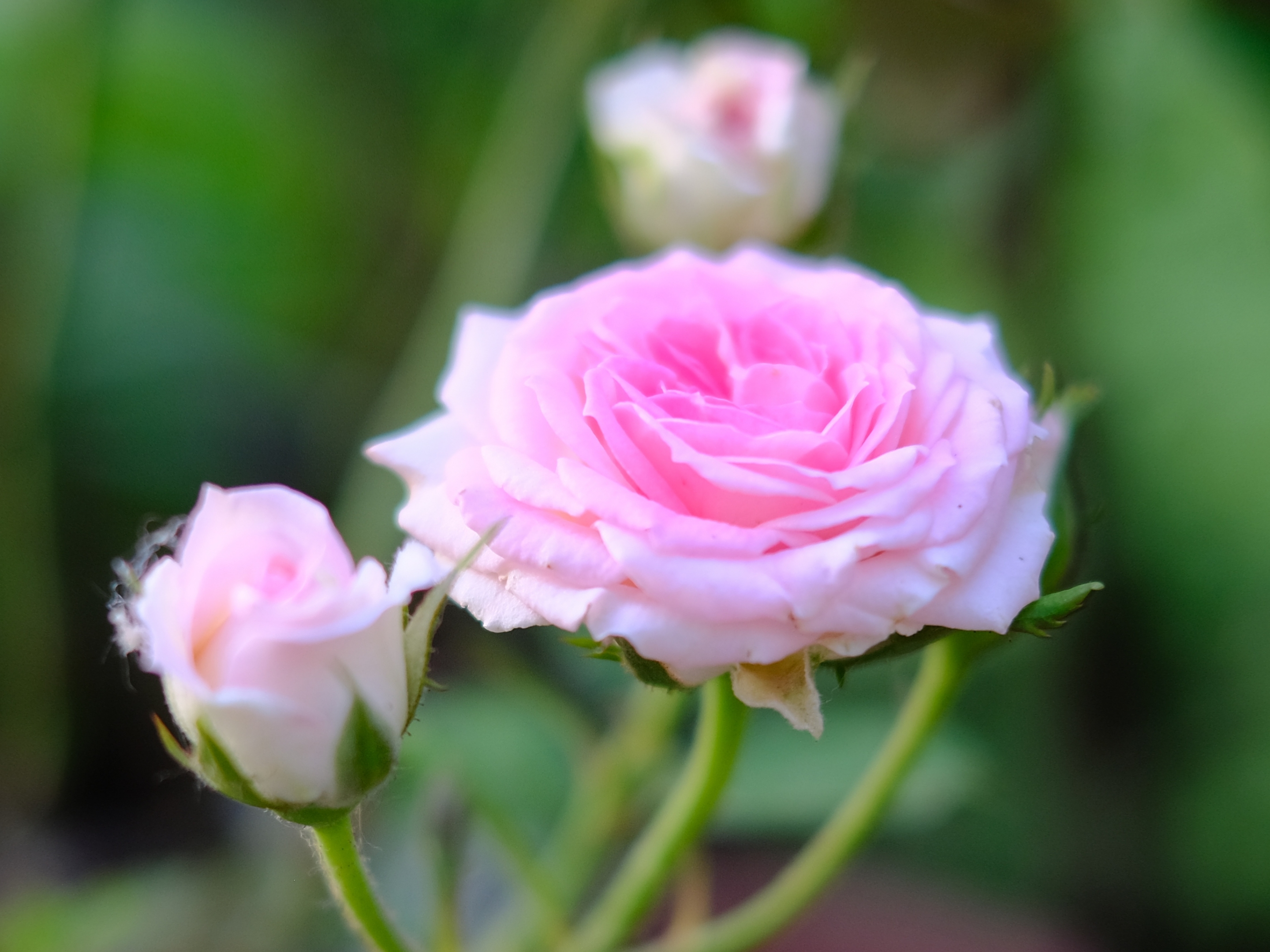 四季之花*月季花