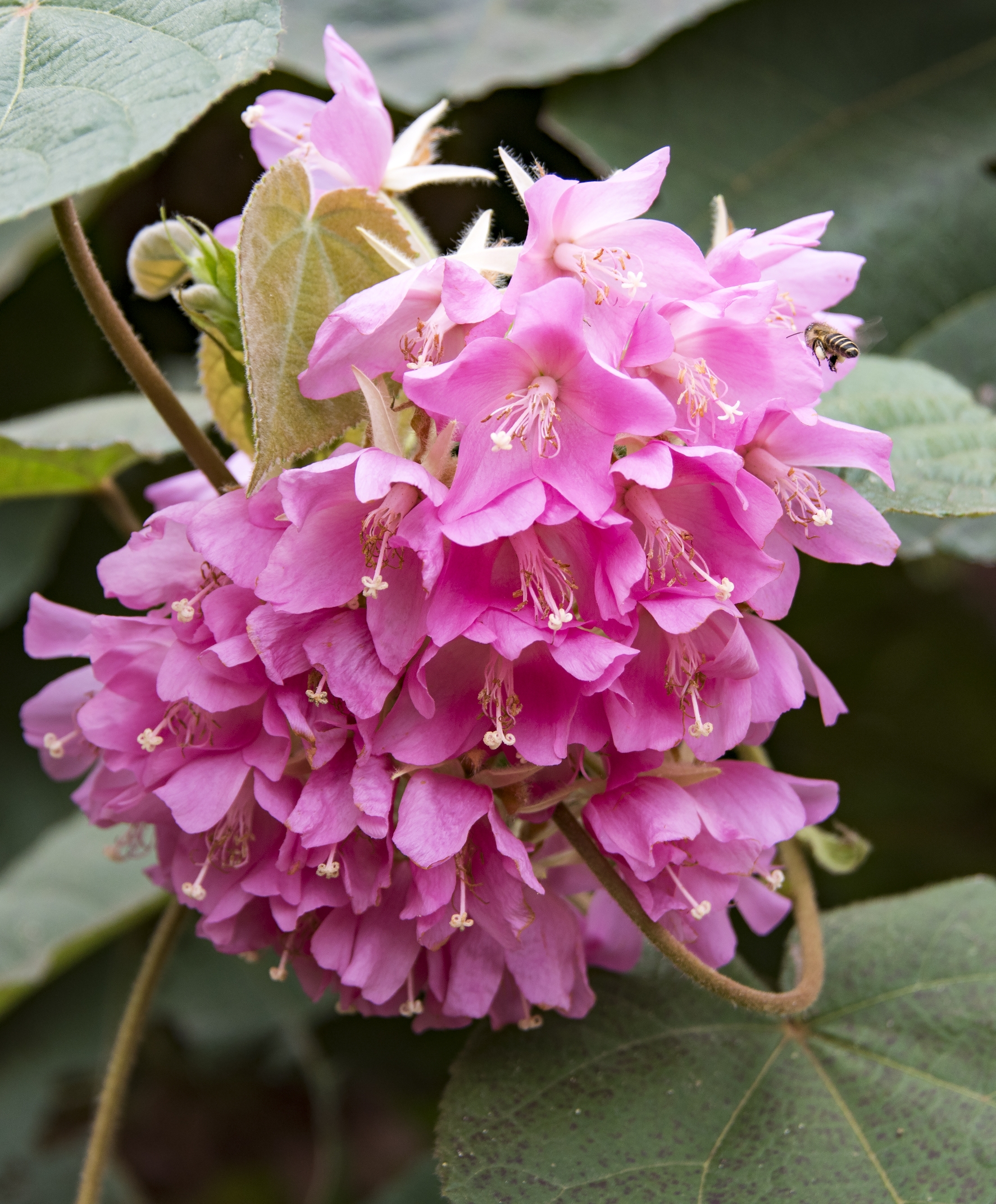 非洲芙蓉花【首发】