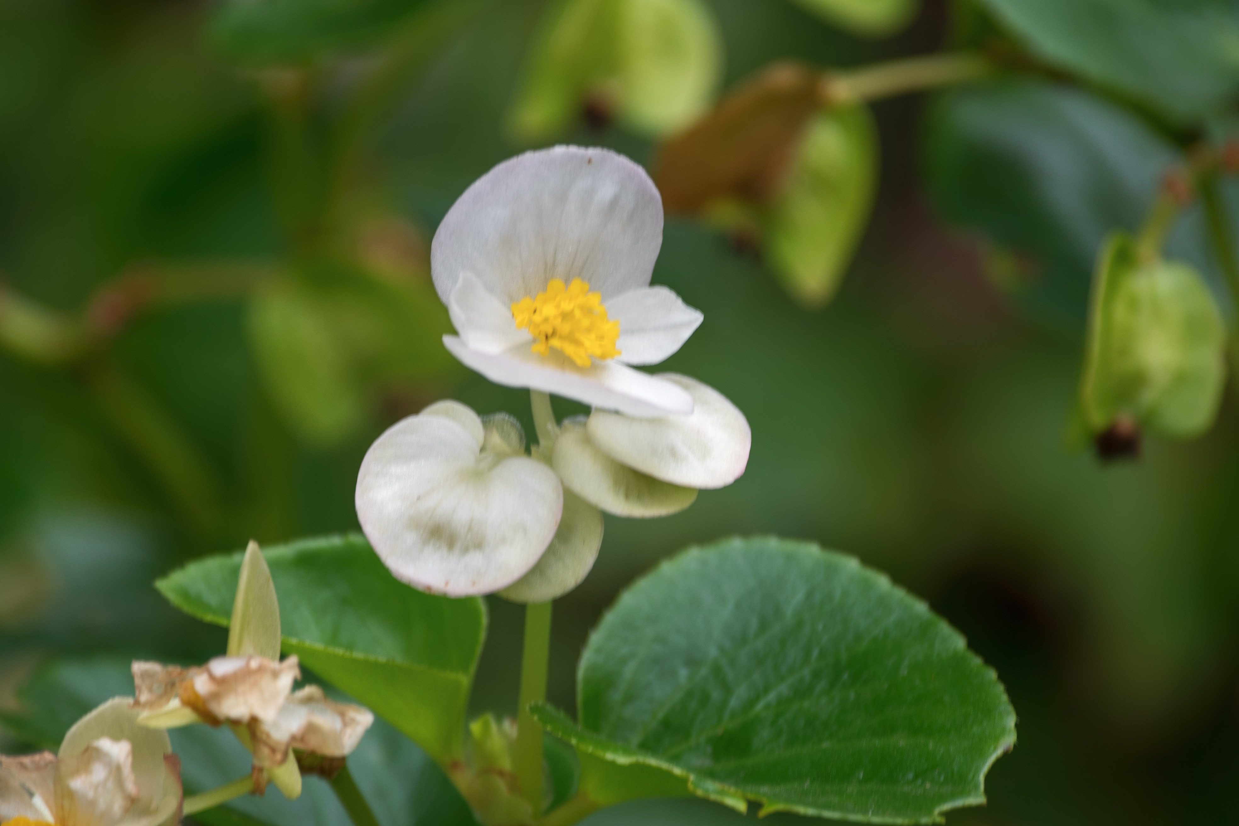 (首发)四季秋海棠花