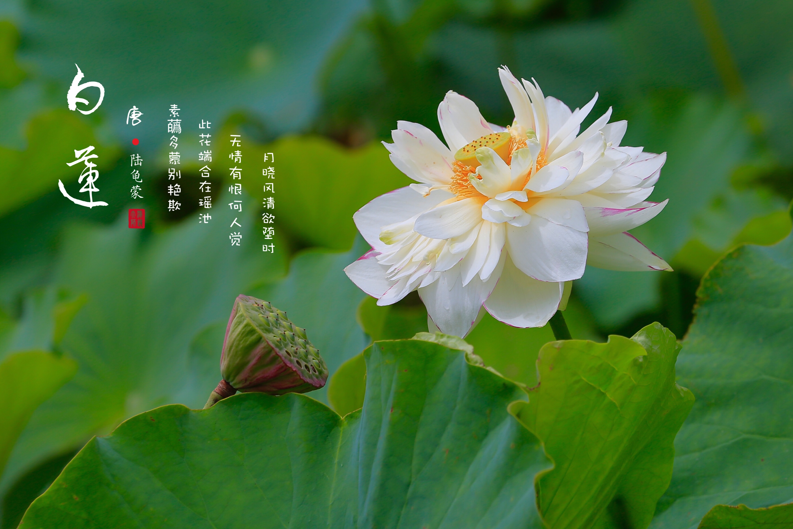 七月白莲淡雅无尘vv首发