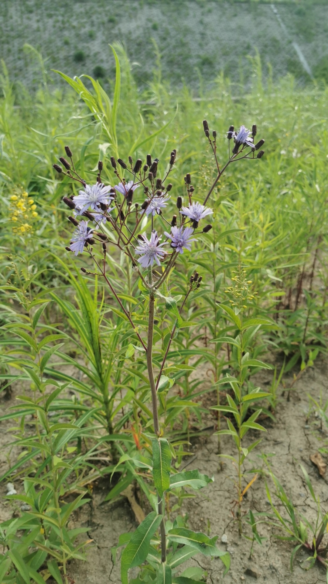 乳苣 中文学名 乳苣 拉丁学名 mulgedium tataricum (l.) dc.