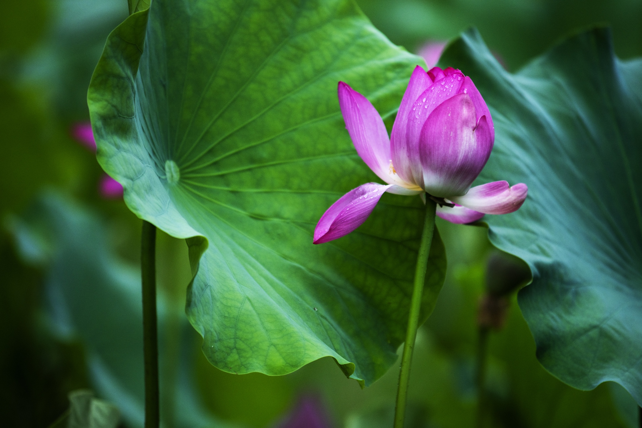 一年一度荷花开,花开富贵幸福来(二)