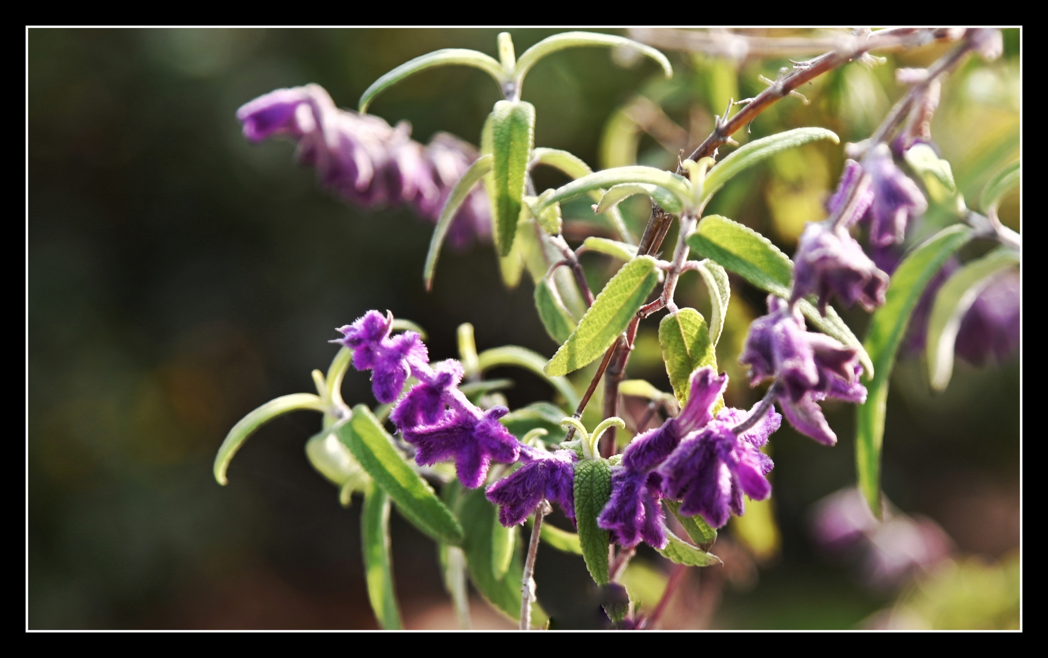 首发墨西哥鼠尾草的魅力