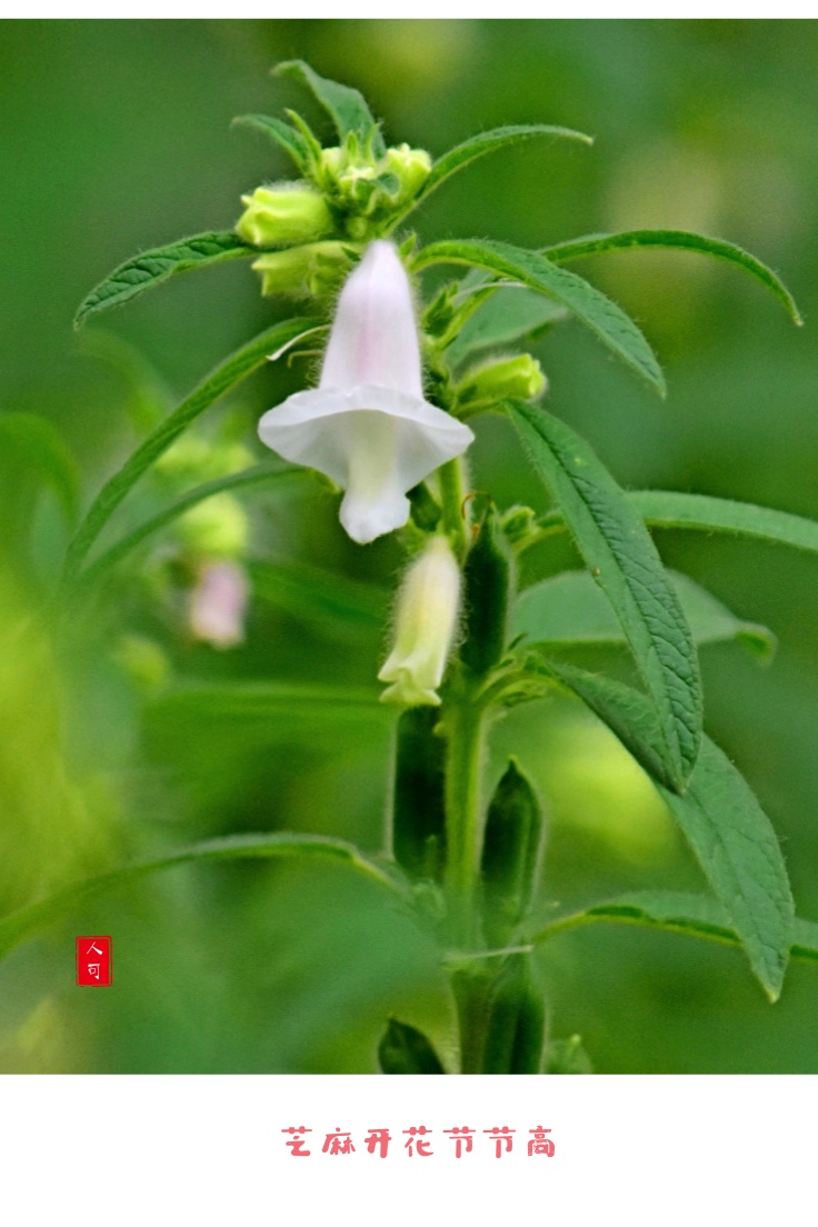 芝麻开花节节高