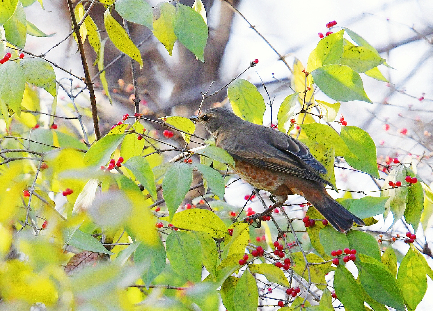 鸟的趣事一红尾鸫