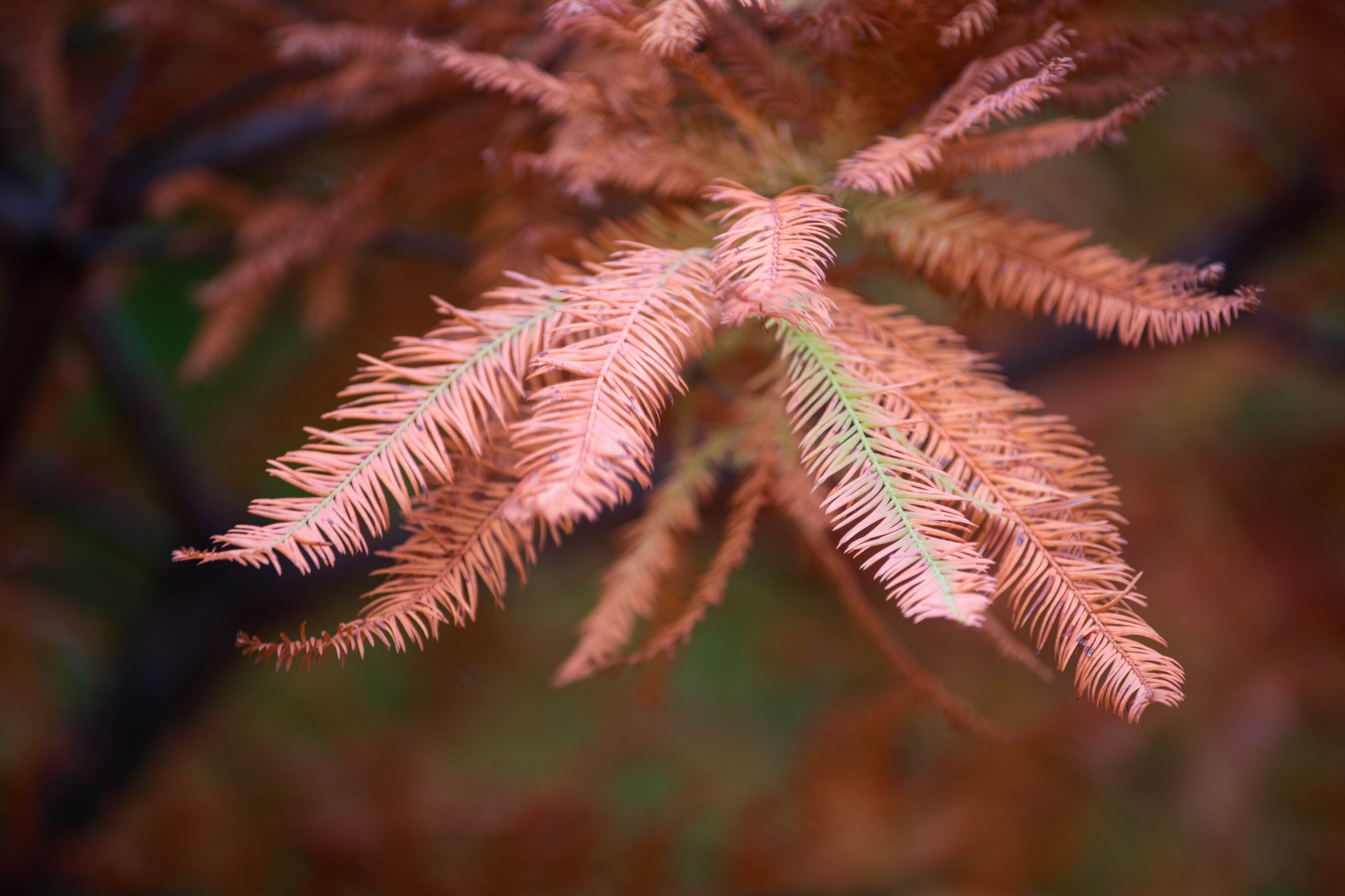首发秋的色彩落羽杉