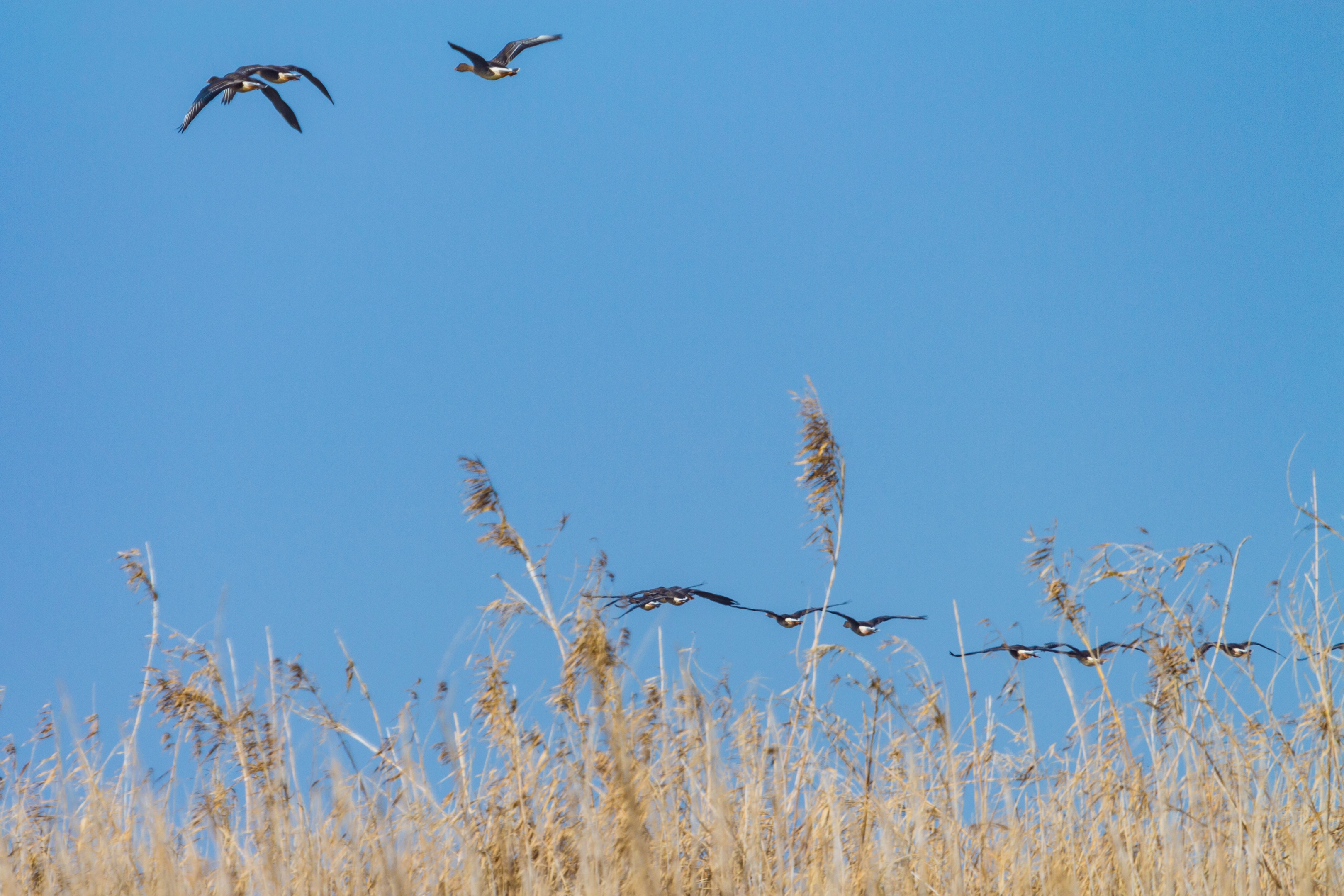 初入南矶山候鸟保护区【首发】