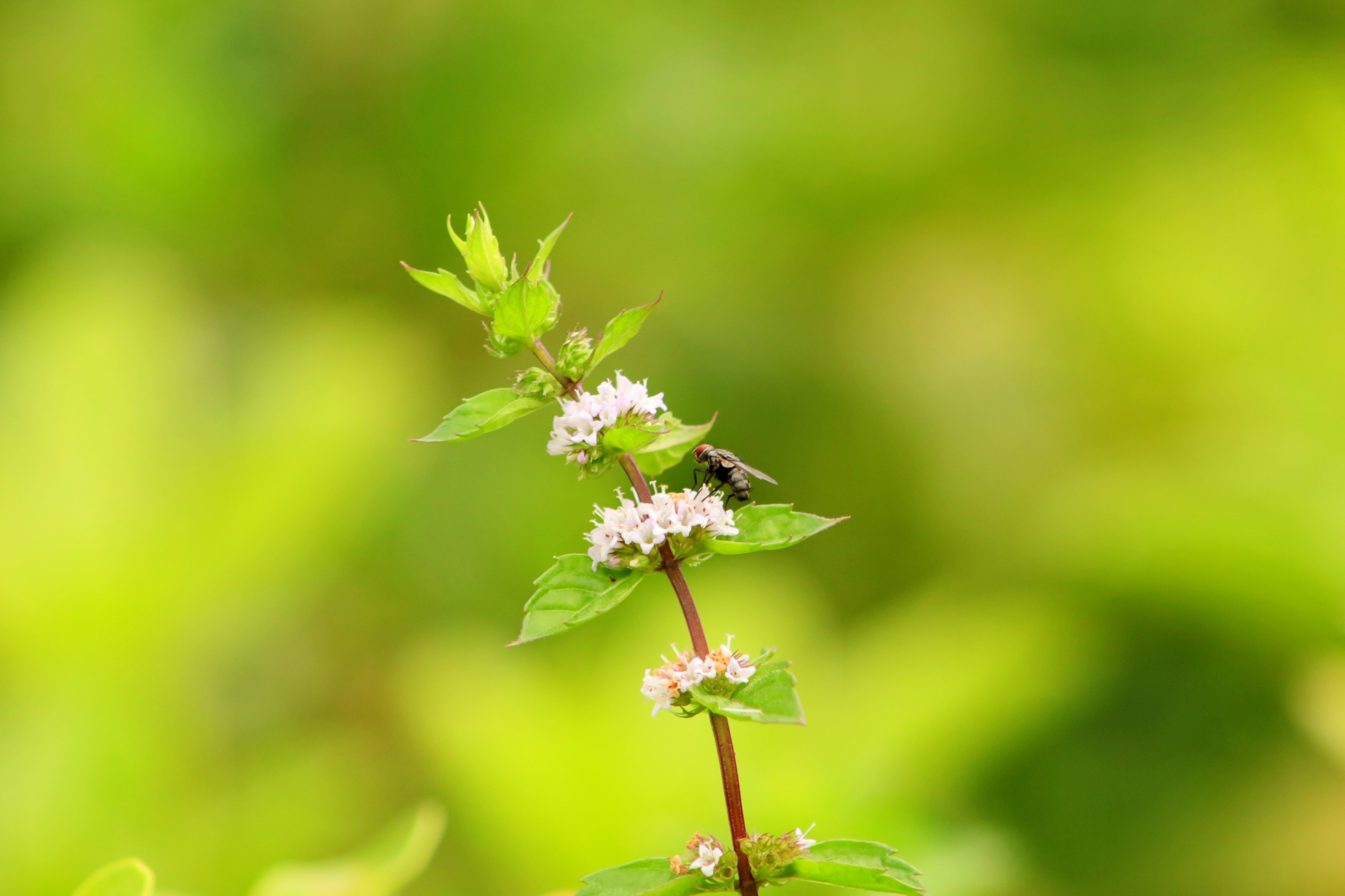 八月始见薄荷花