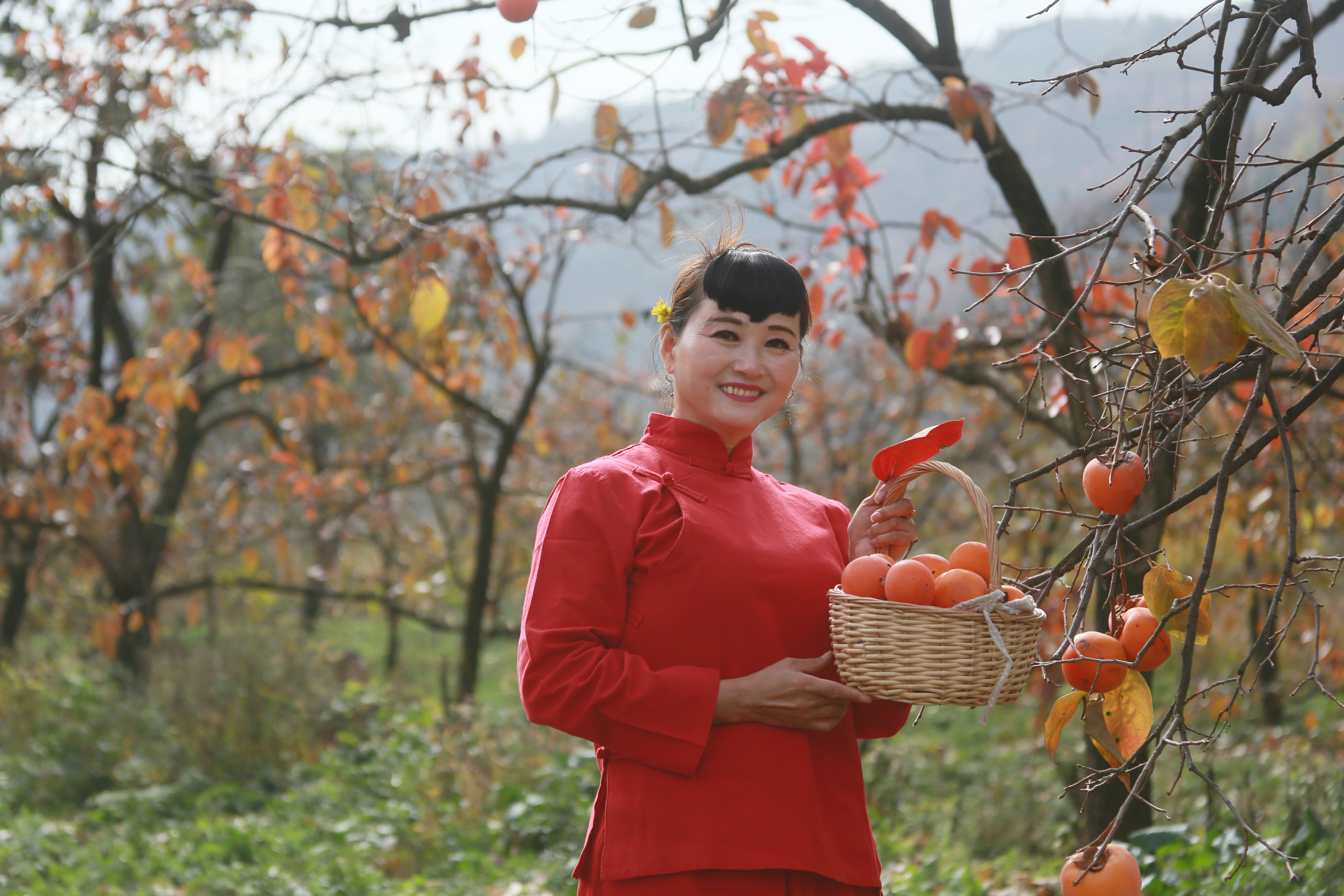 柿子红了挂满天