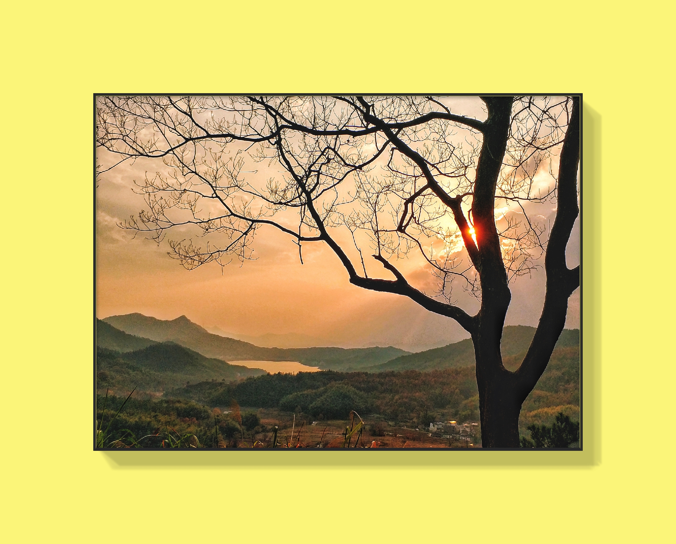 树的形态之美【原创首发】