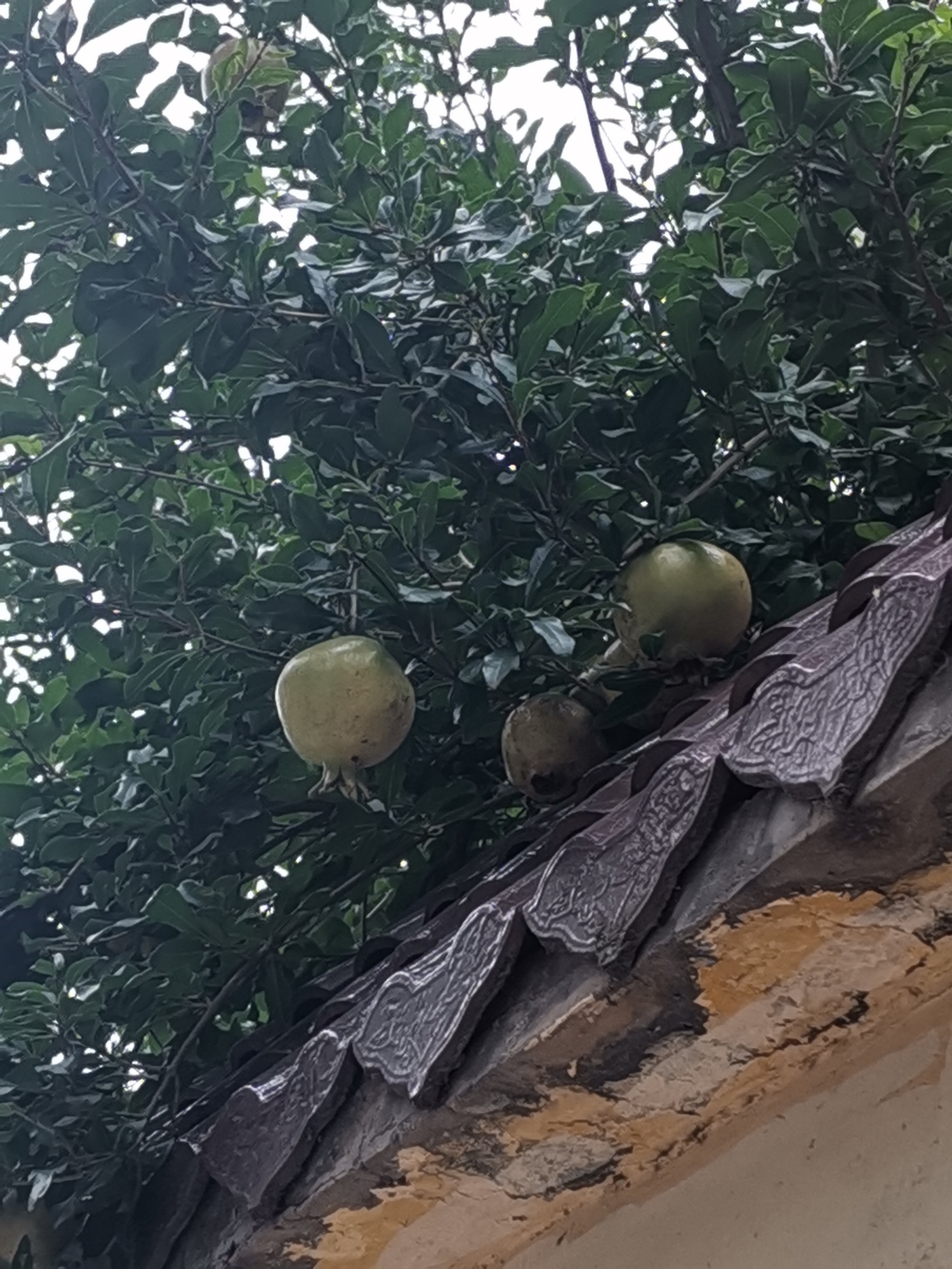 几只石榴出墙来!