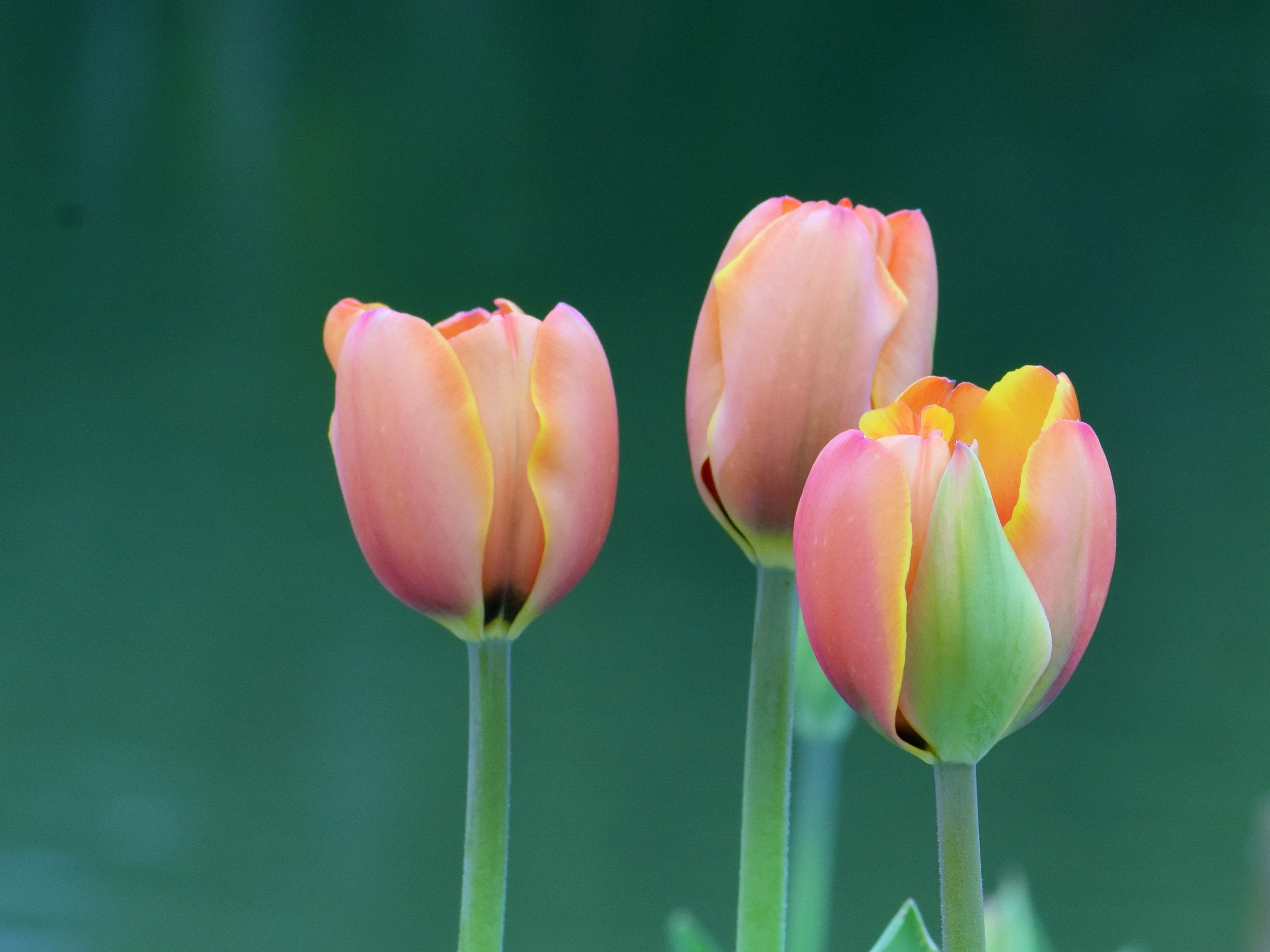 迷人郁金香(首发)