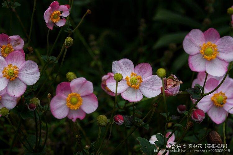 邂逅山野的野棉花vv首發