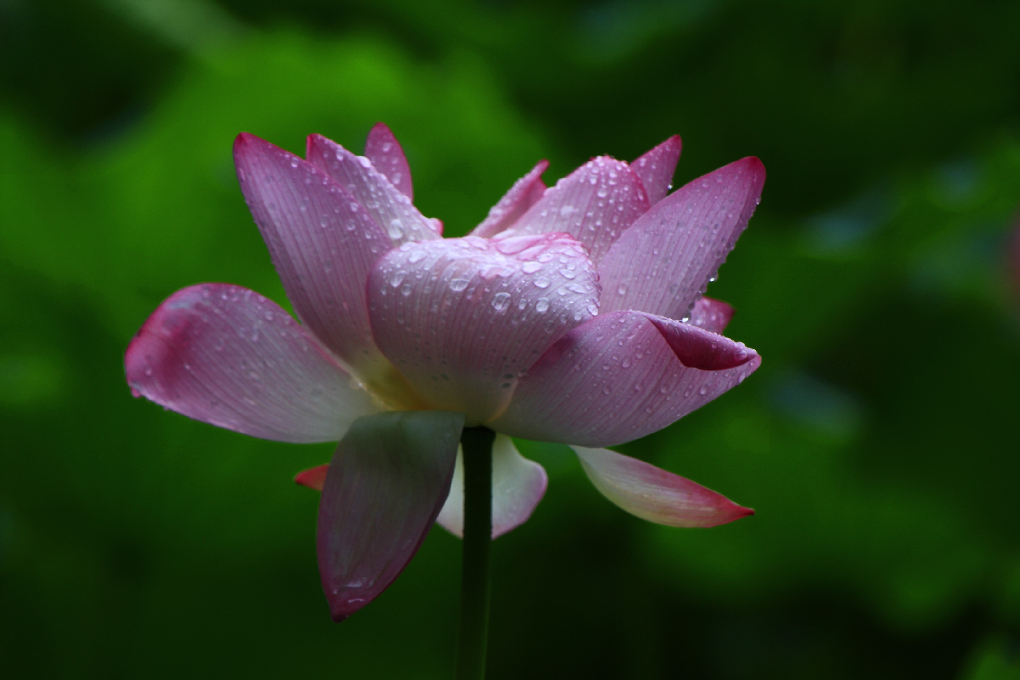 雨中荷花别样美vv首发