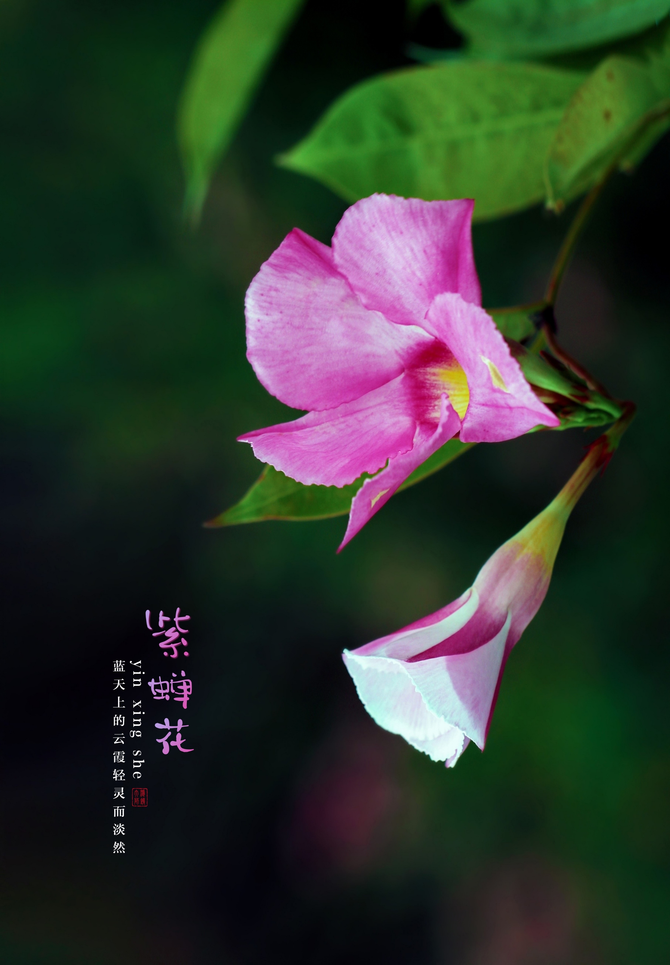 紫蝉花开明丽动人