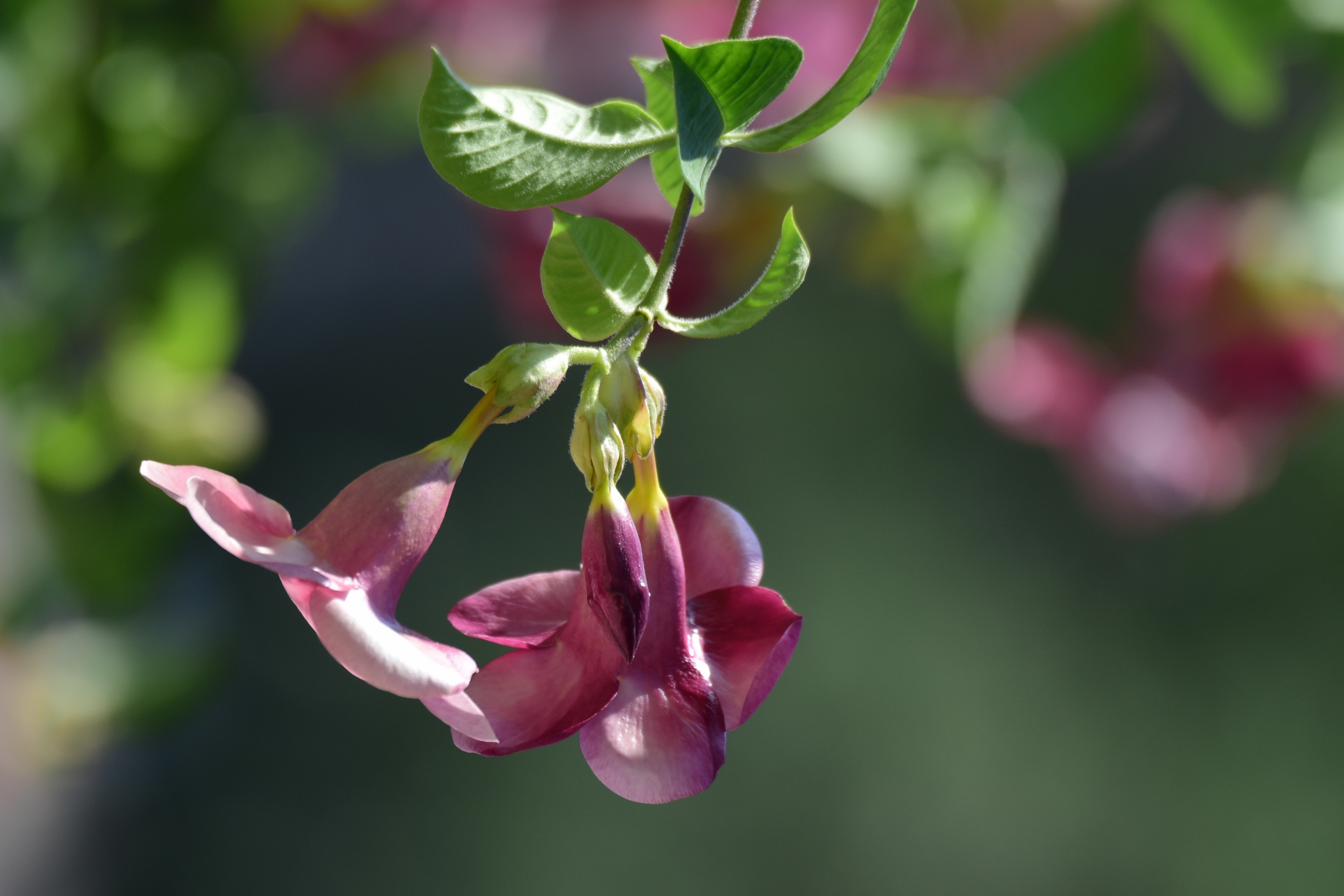 紫蝉花开(首发)