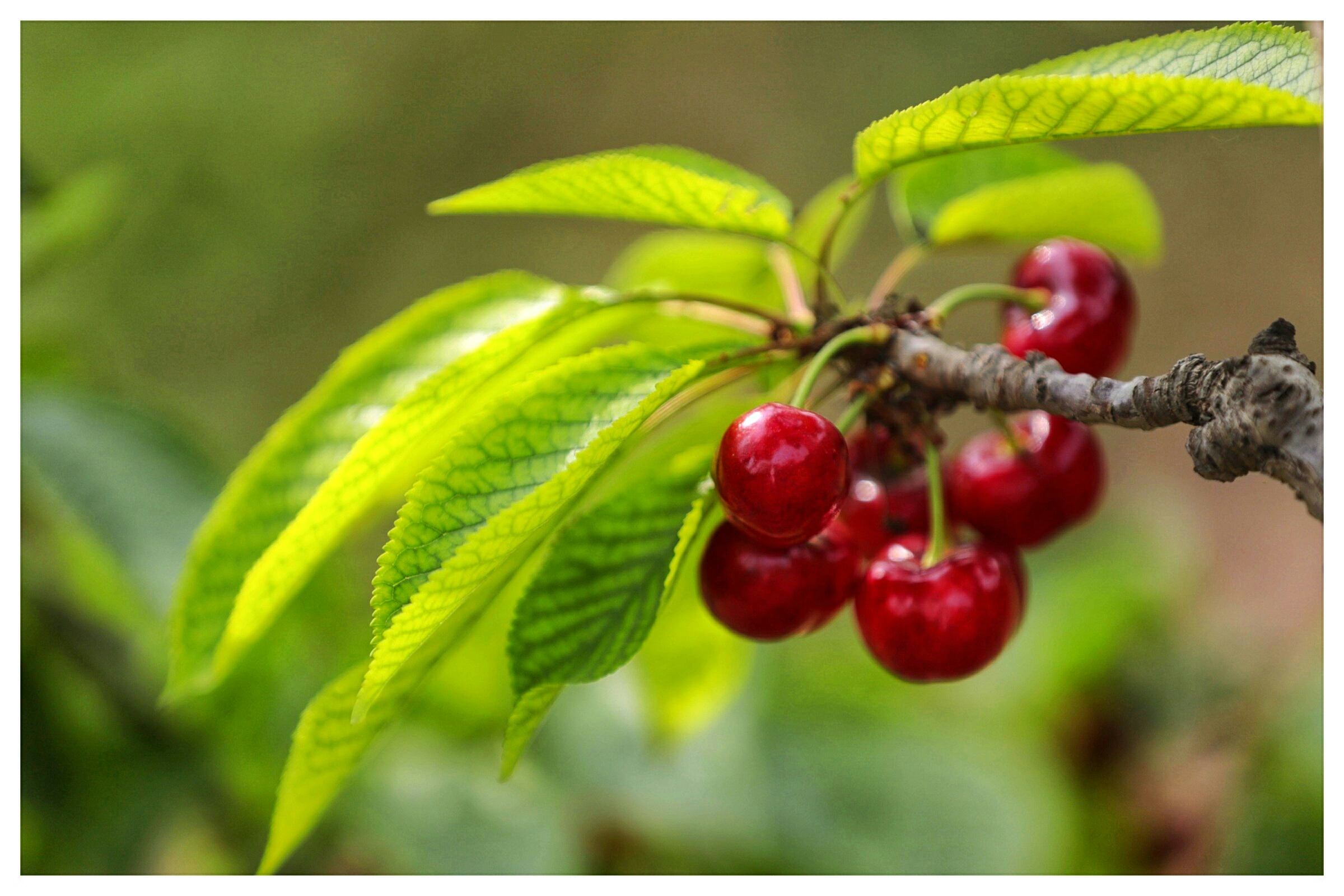 一树樱桃带雨红走进南湖