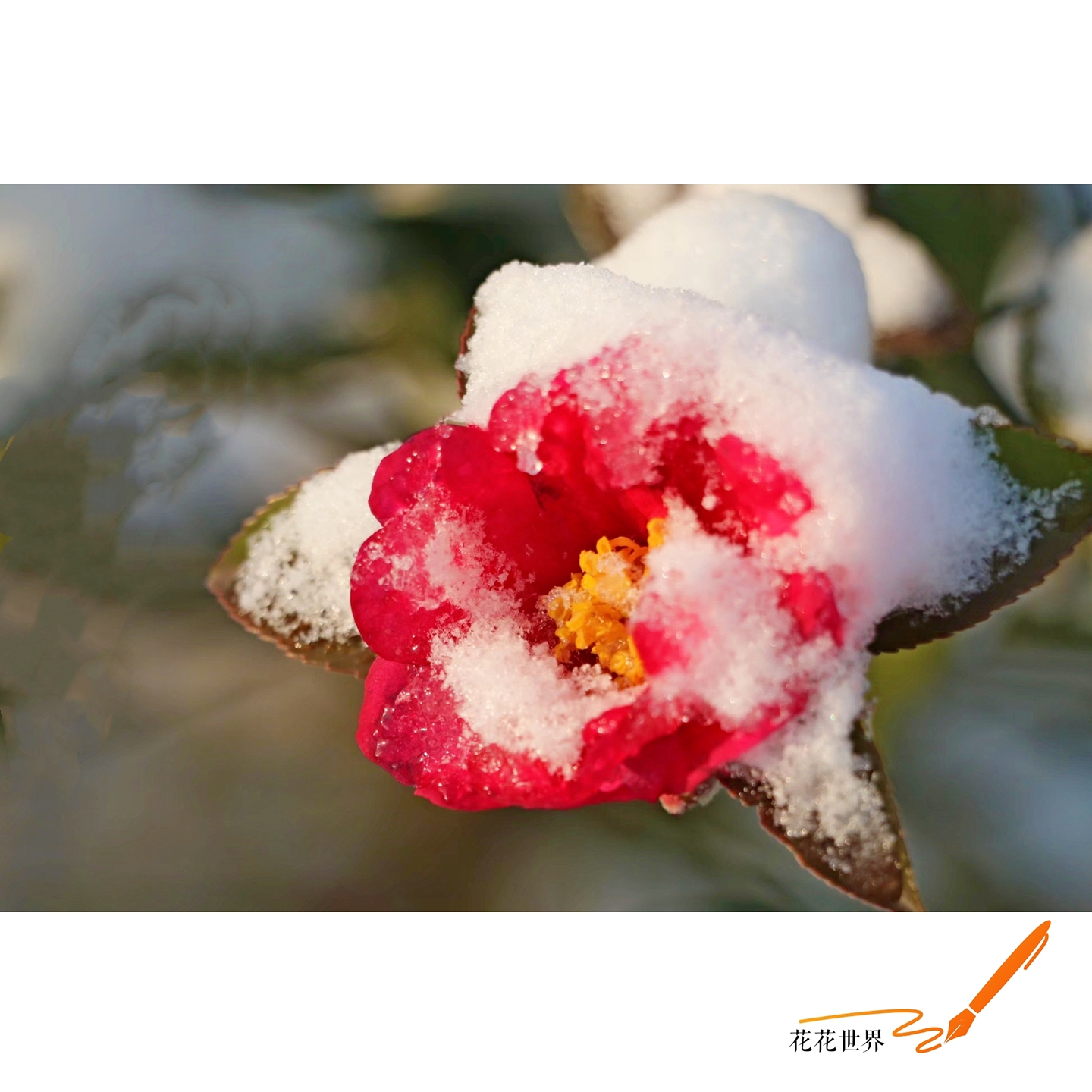 78飘雪*7819冬天73【爱花家园】:雪中的茶花 【原创首发】