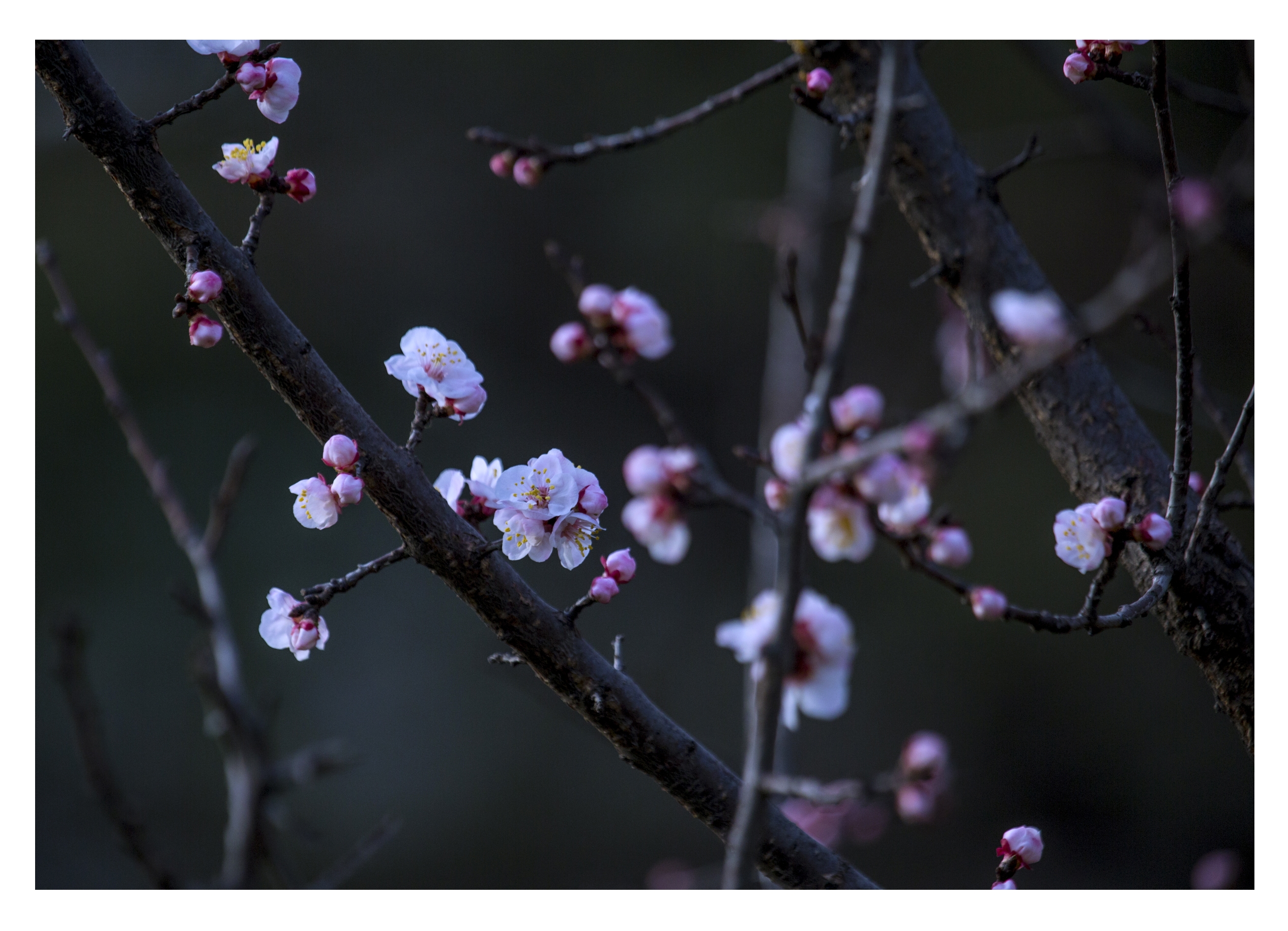 (原创首发)杏花满枝春意暖