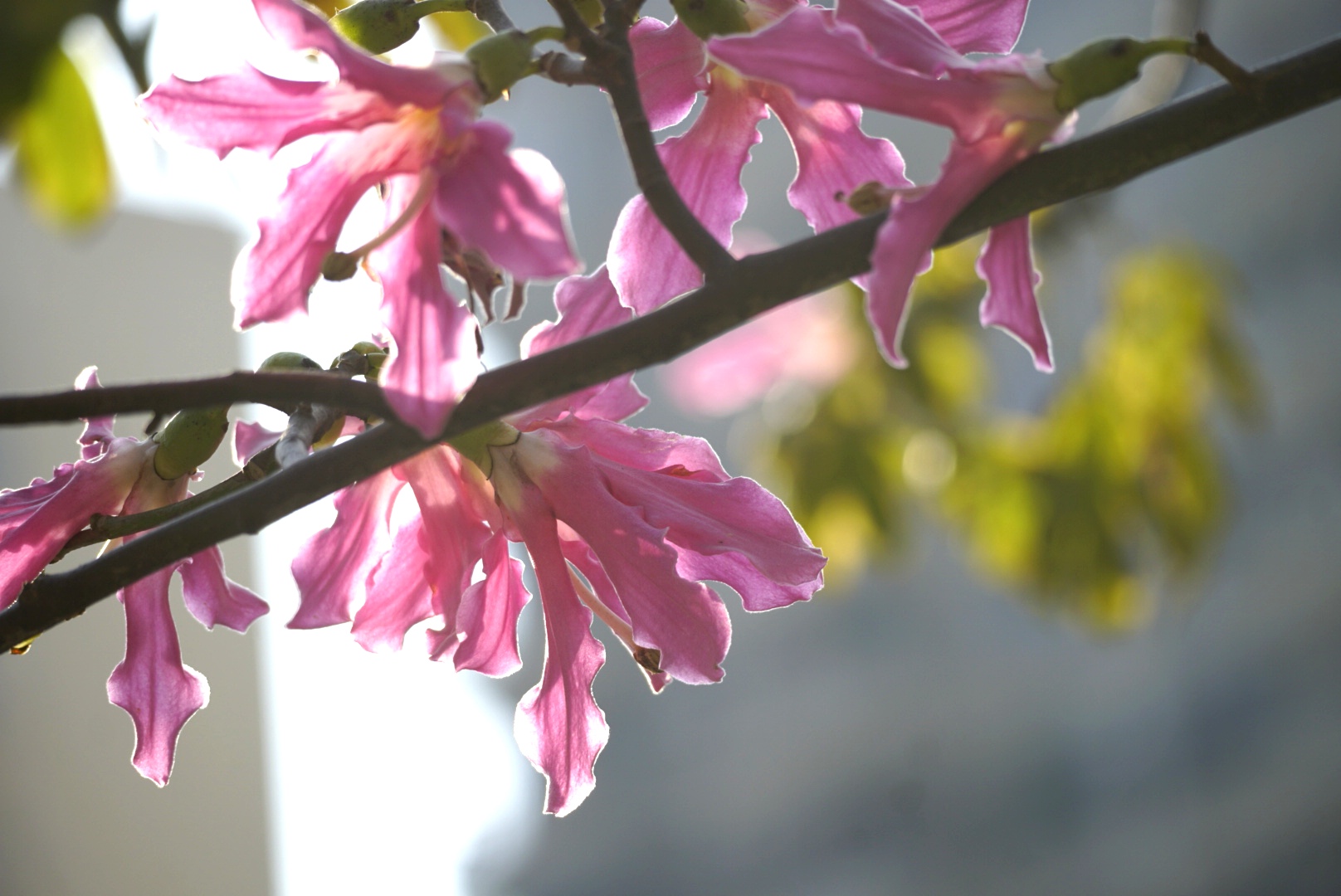 冬季里开花的美人树异木棉