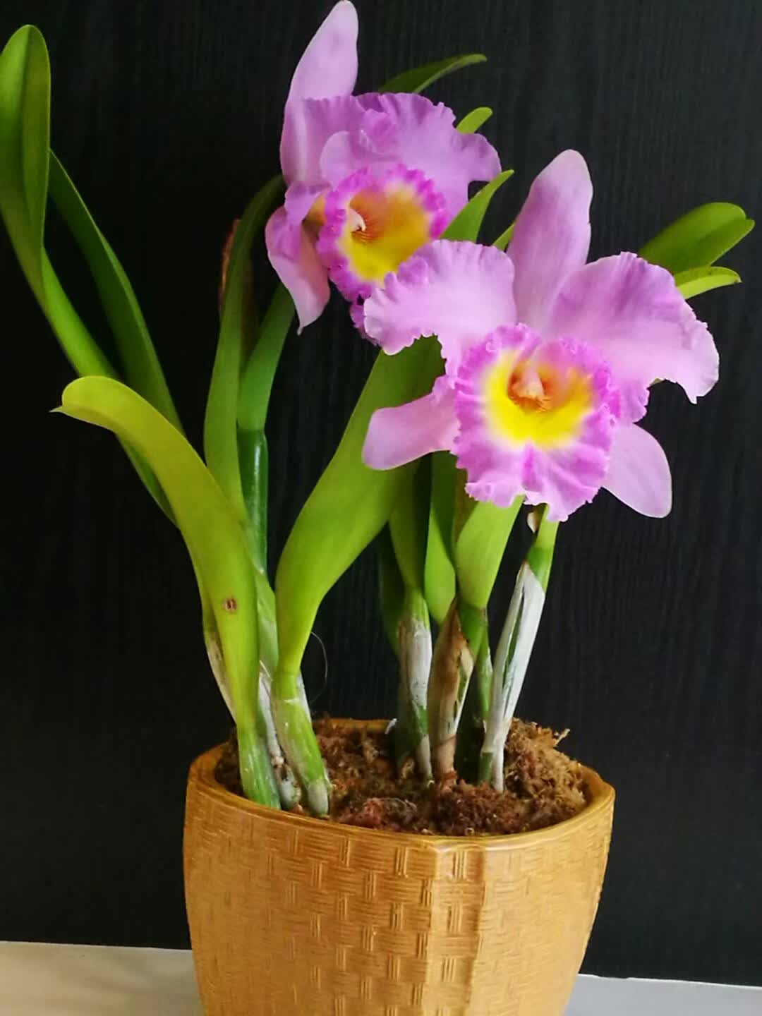 大朵大朵的兰花,竞相开放,争奇斗艳,美到极致!