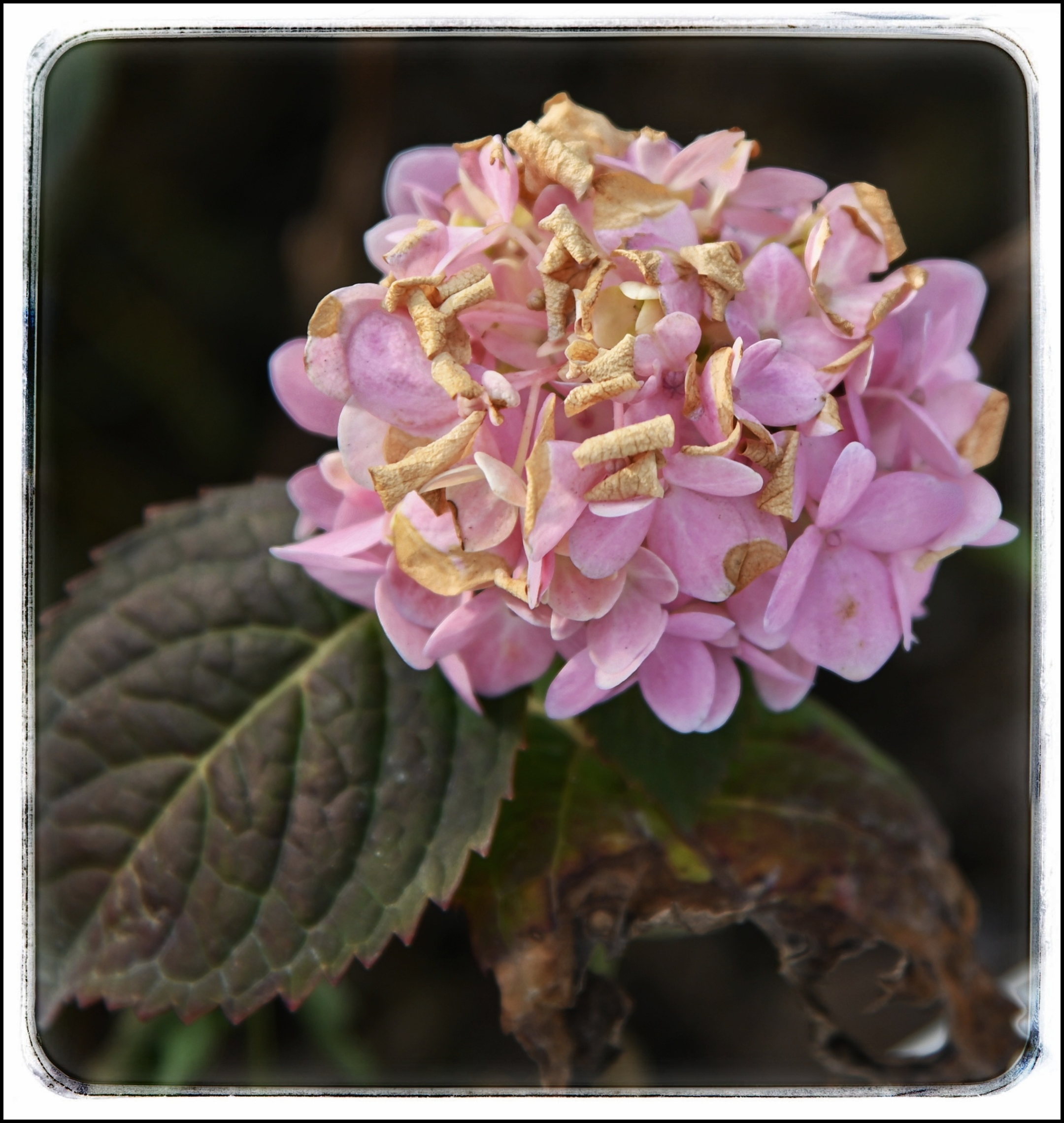 首发会变色的绣球花