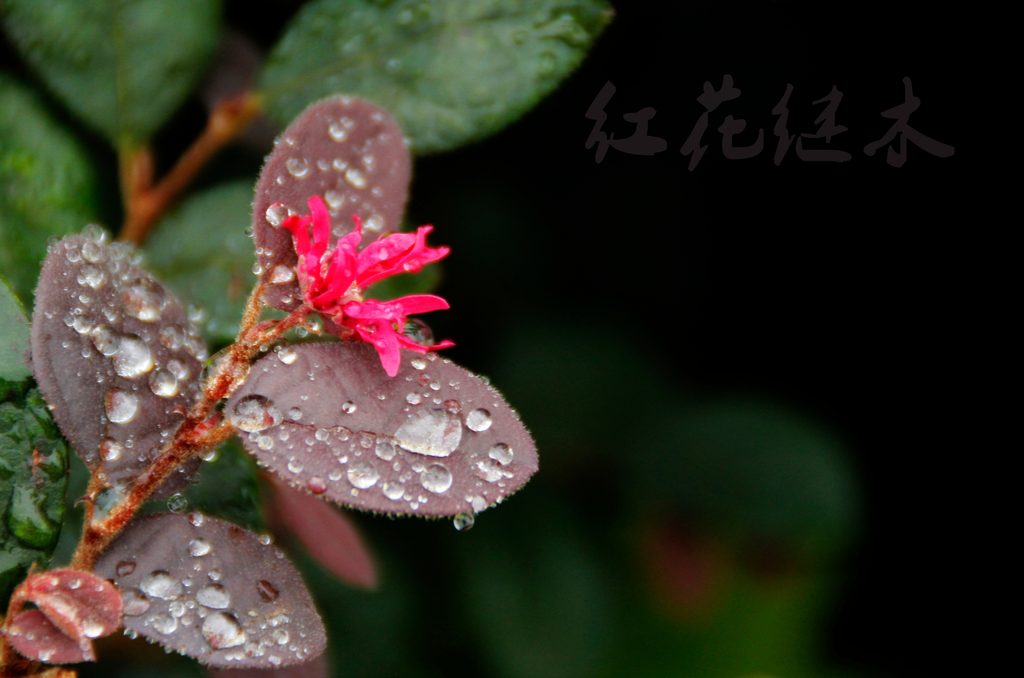 首发吉祥的红花檵木