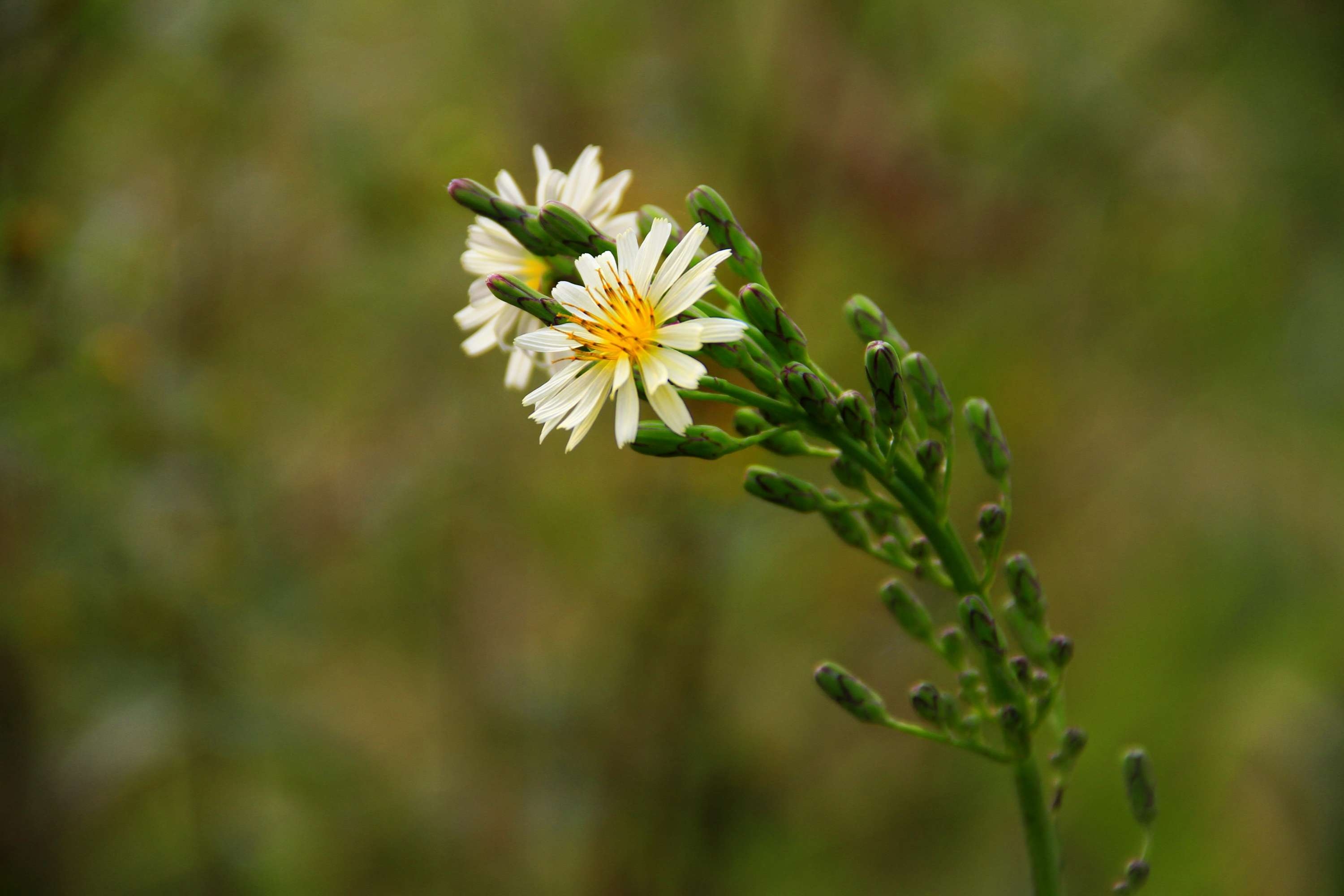 狗尾巴草与小花