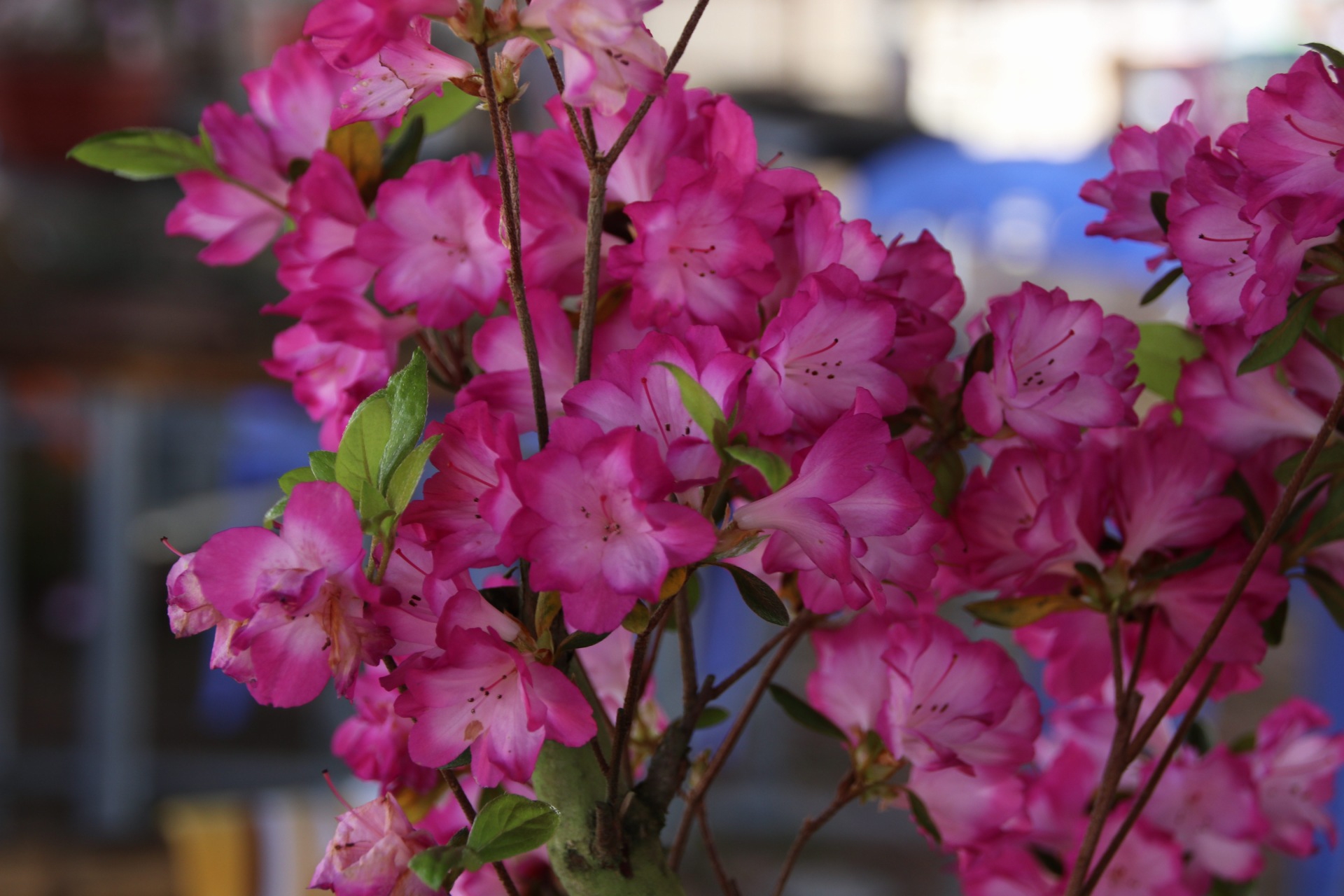 漳平永福杜鹃花盛开芬芳