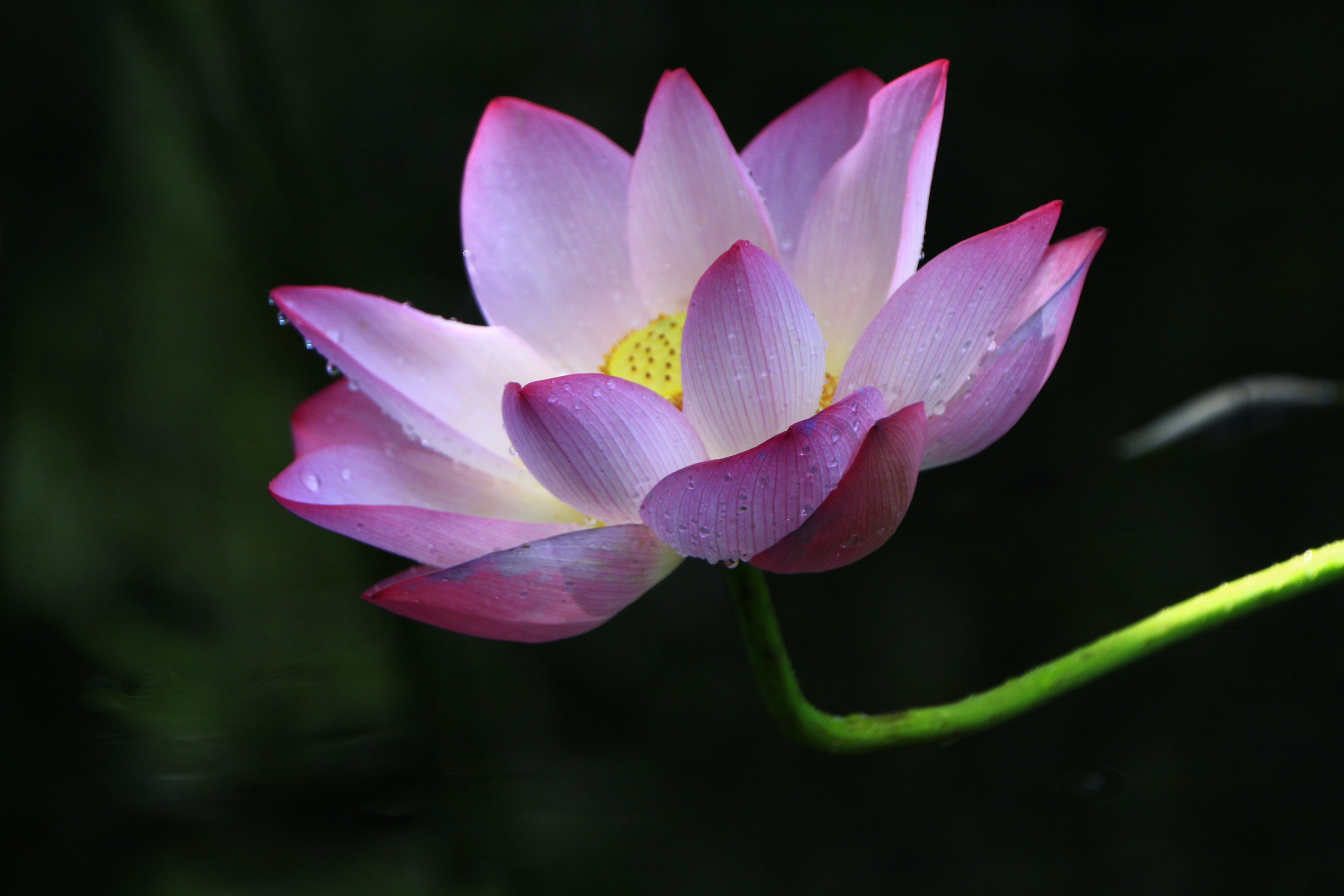 这是酷暑难耐的时节 映日荷花别样美 淡雅芬芳,清香迷人 一花一世界