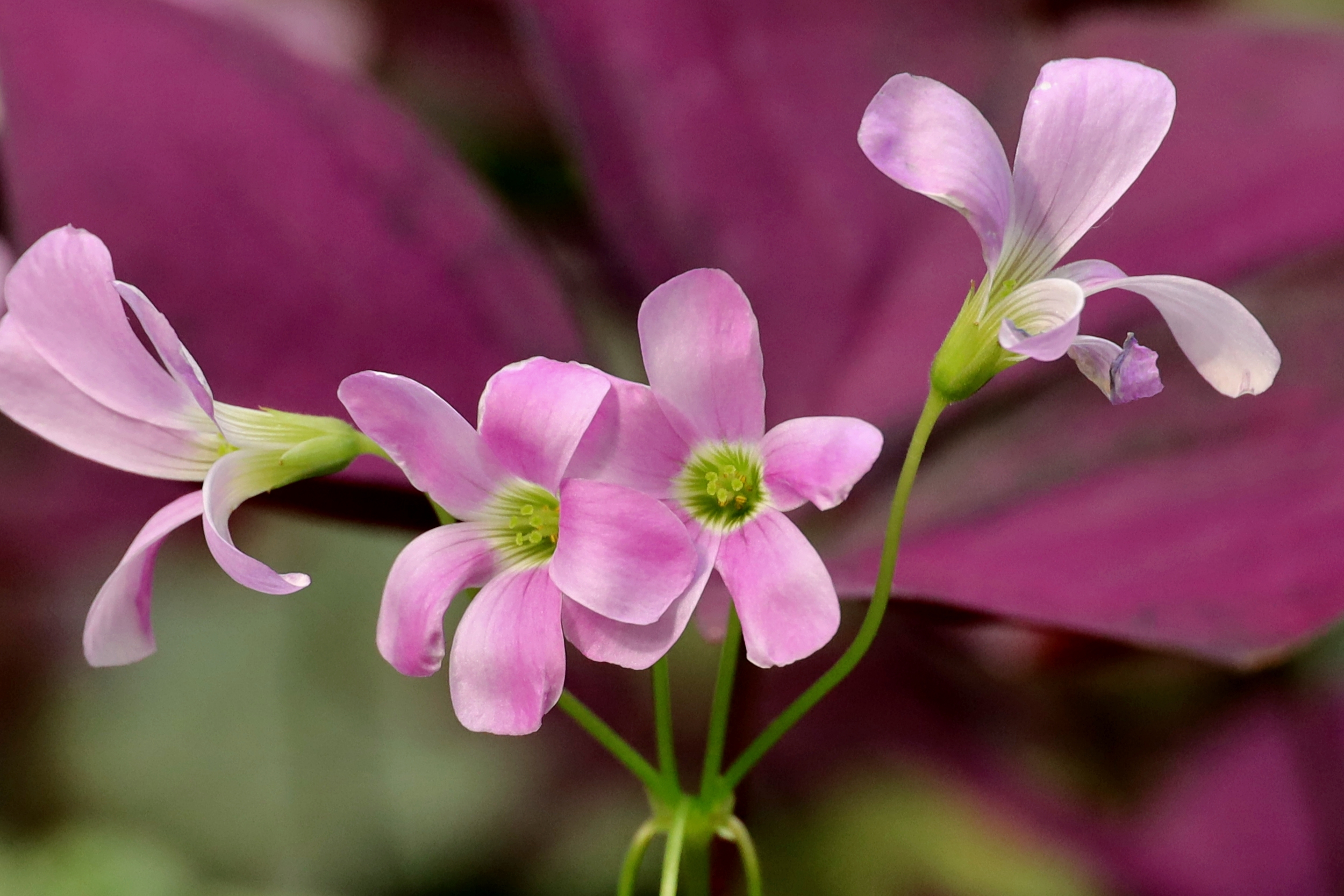 紫叶酢浆草花开也漂亮