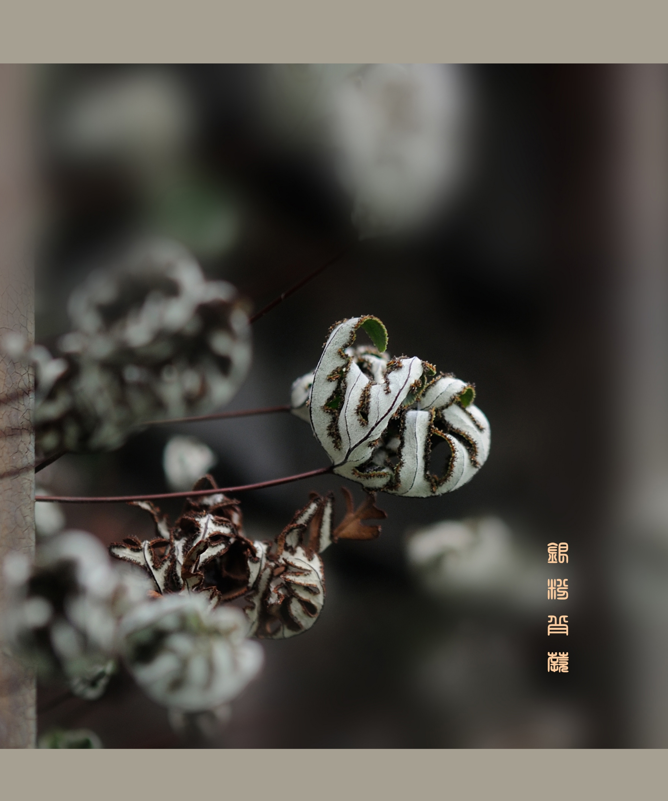 首发小巧玲珑的银粉背蕨