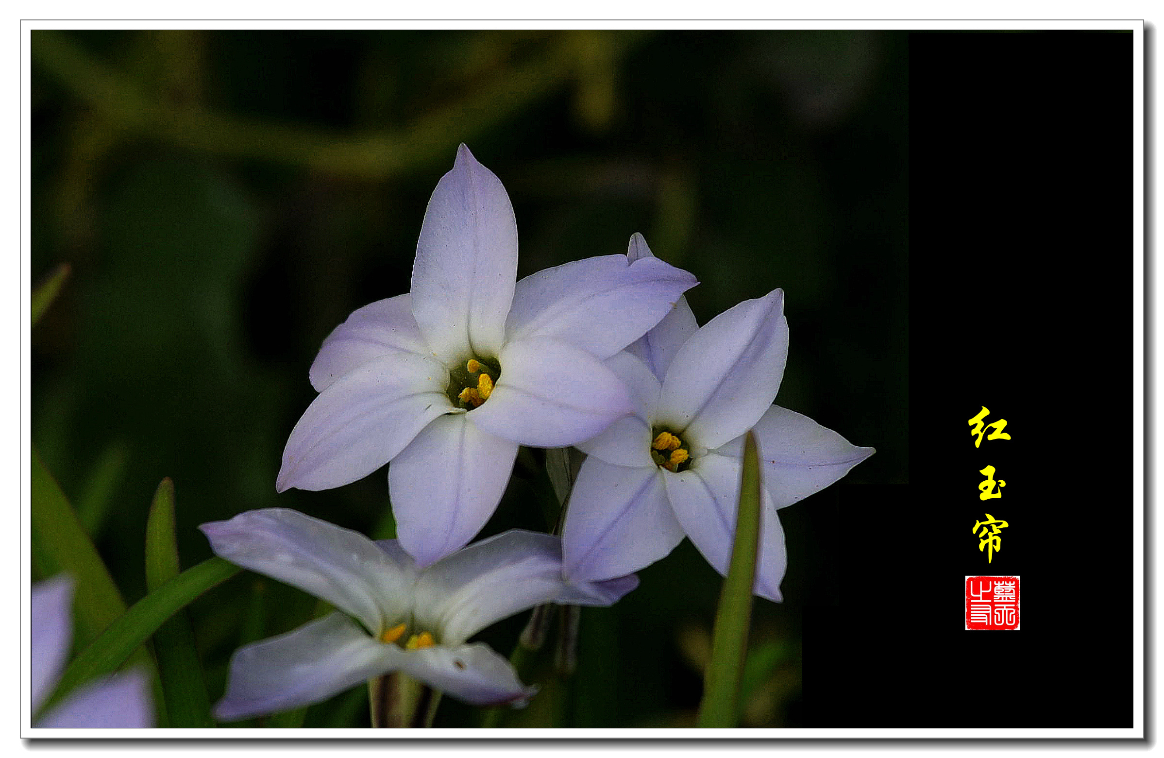 风雨花,别名红玉帘,韭莲,石蒜科多年生草本植物.