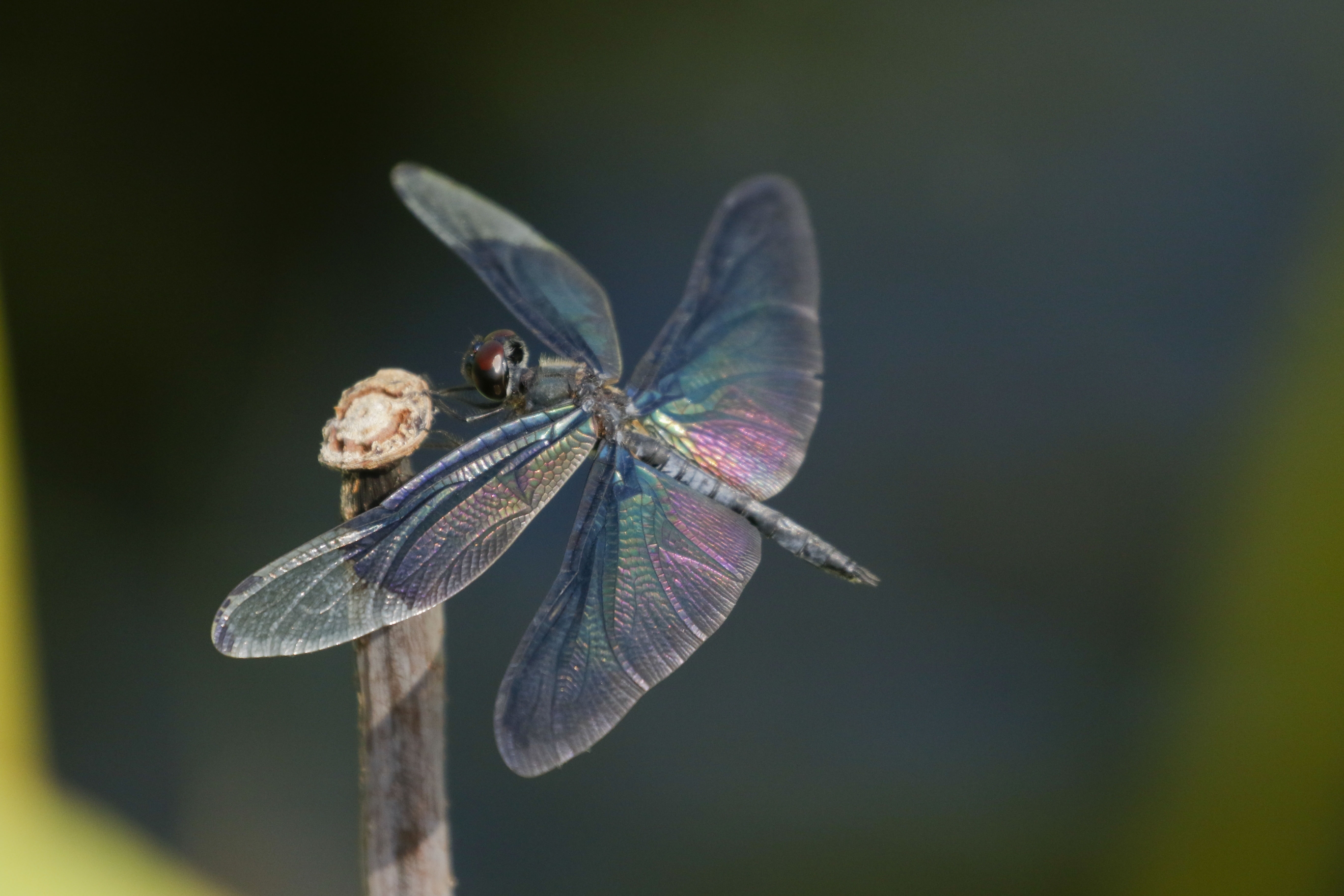 黑丽翅蜻vv首发