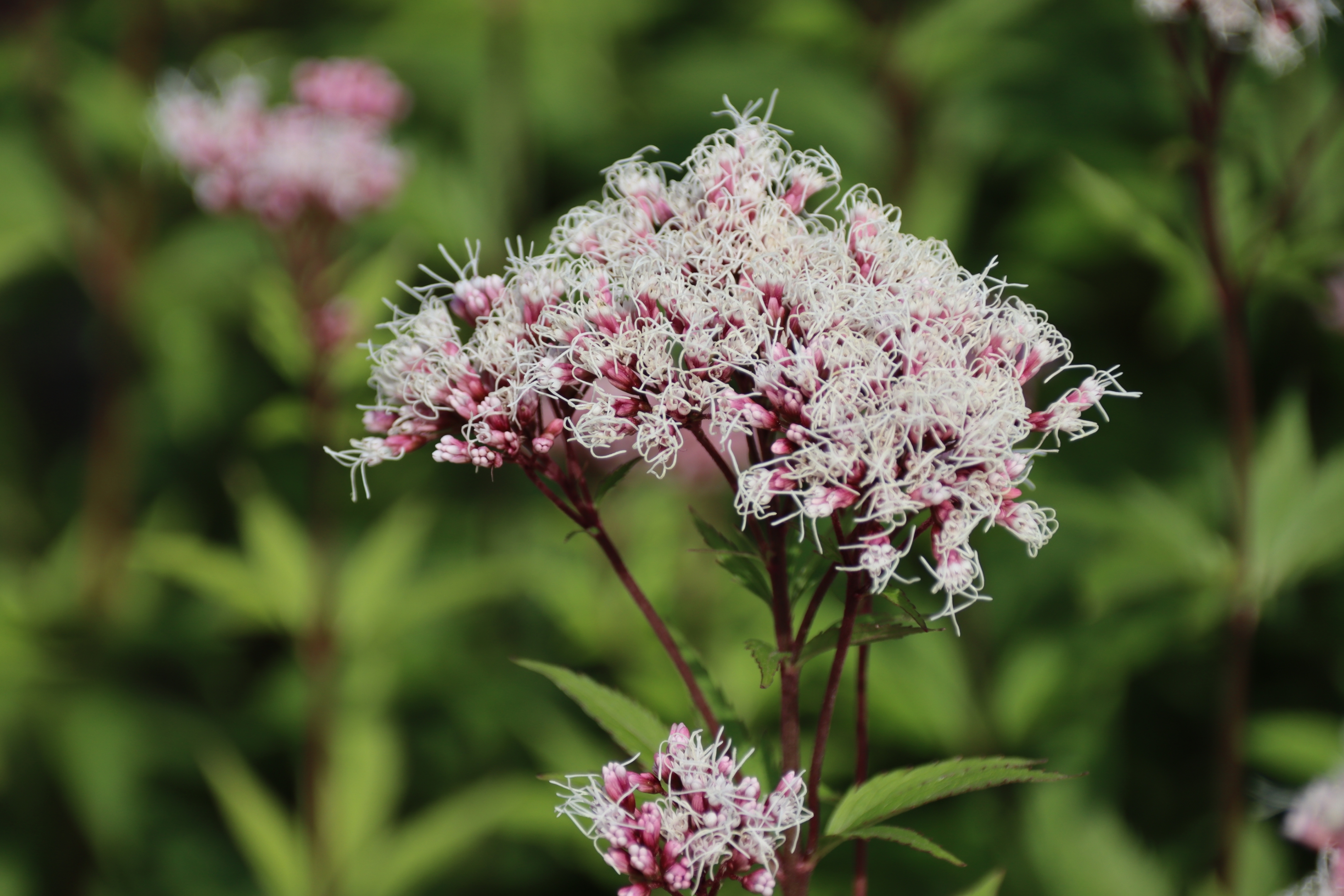 还是上个周末,在田博园体验生活,拍摄了一组小花林泽兰