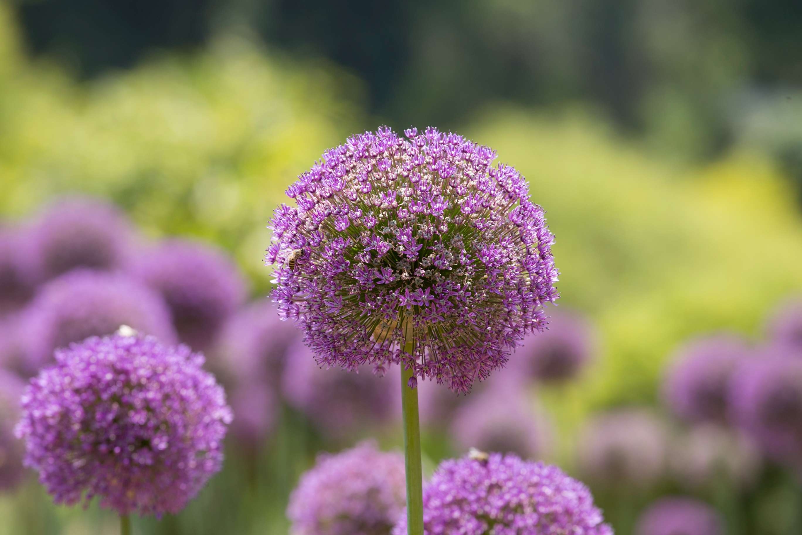 首发大花葱艳如美画