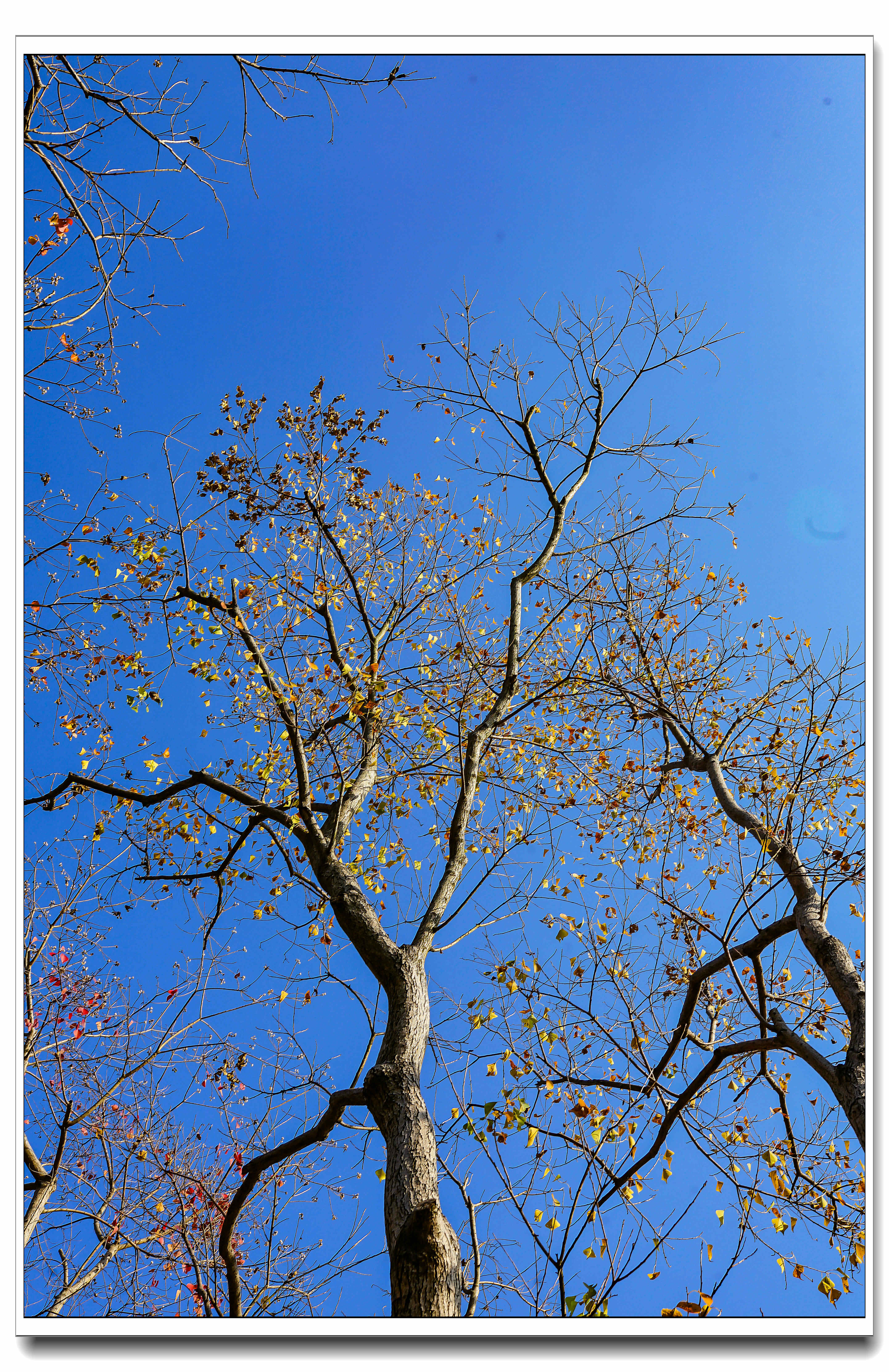 女儿滩说:这一路的乌桕树多绚烂啊,瞧那枝桠的婀娜