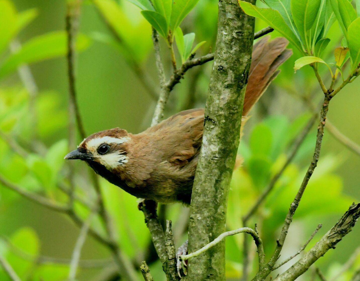贵州拍鸟杂记首发