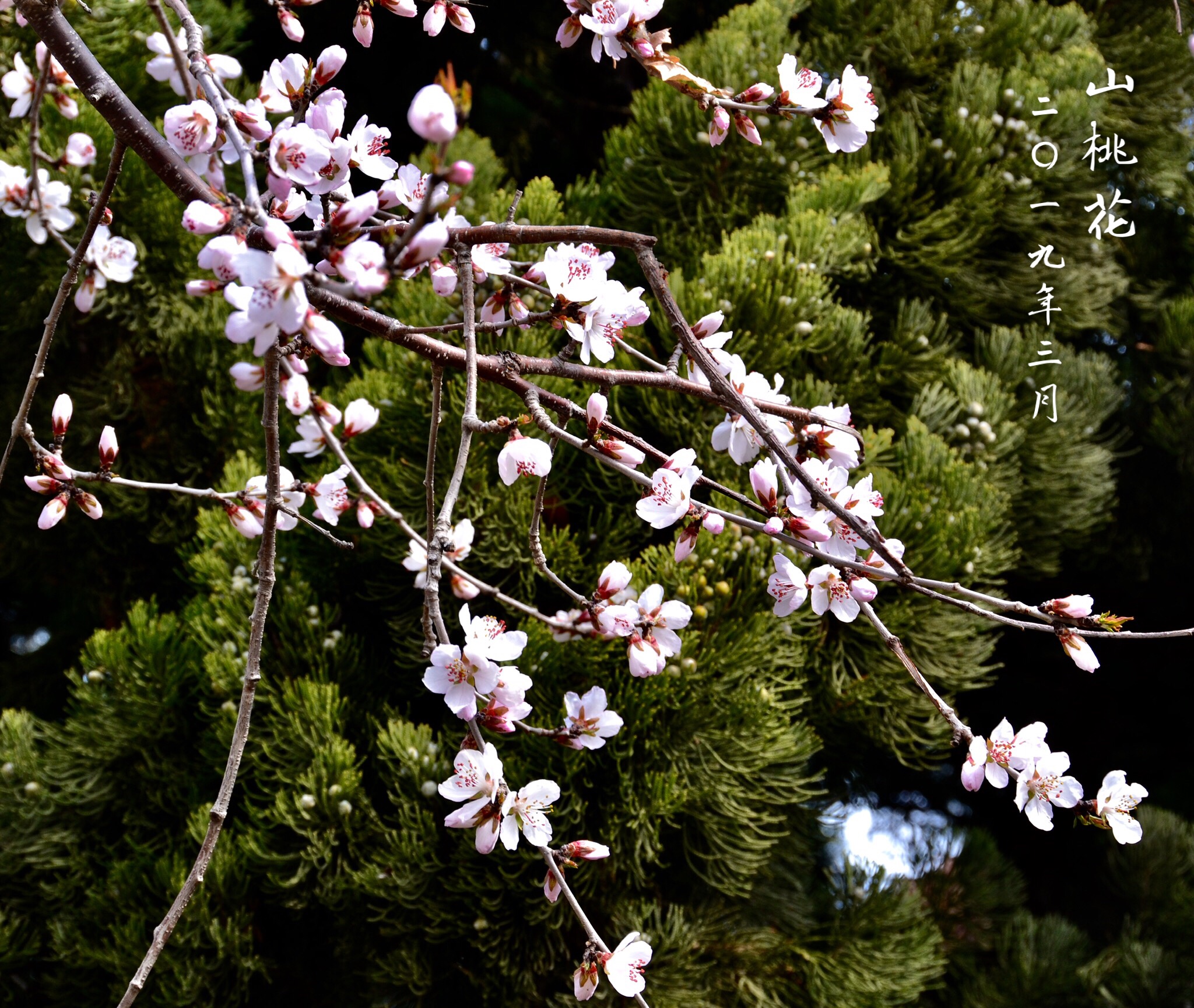 山桃花开