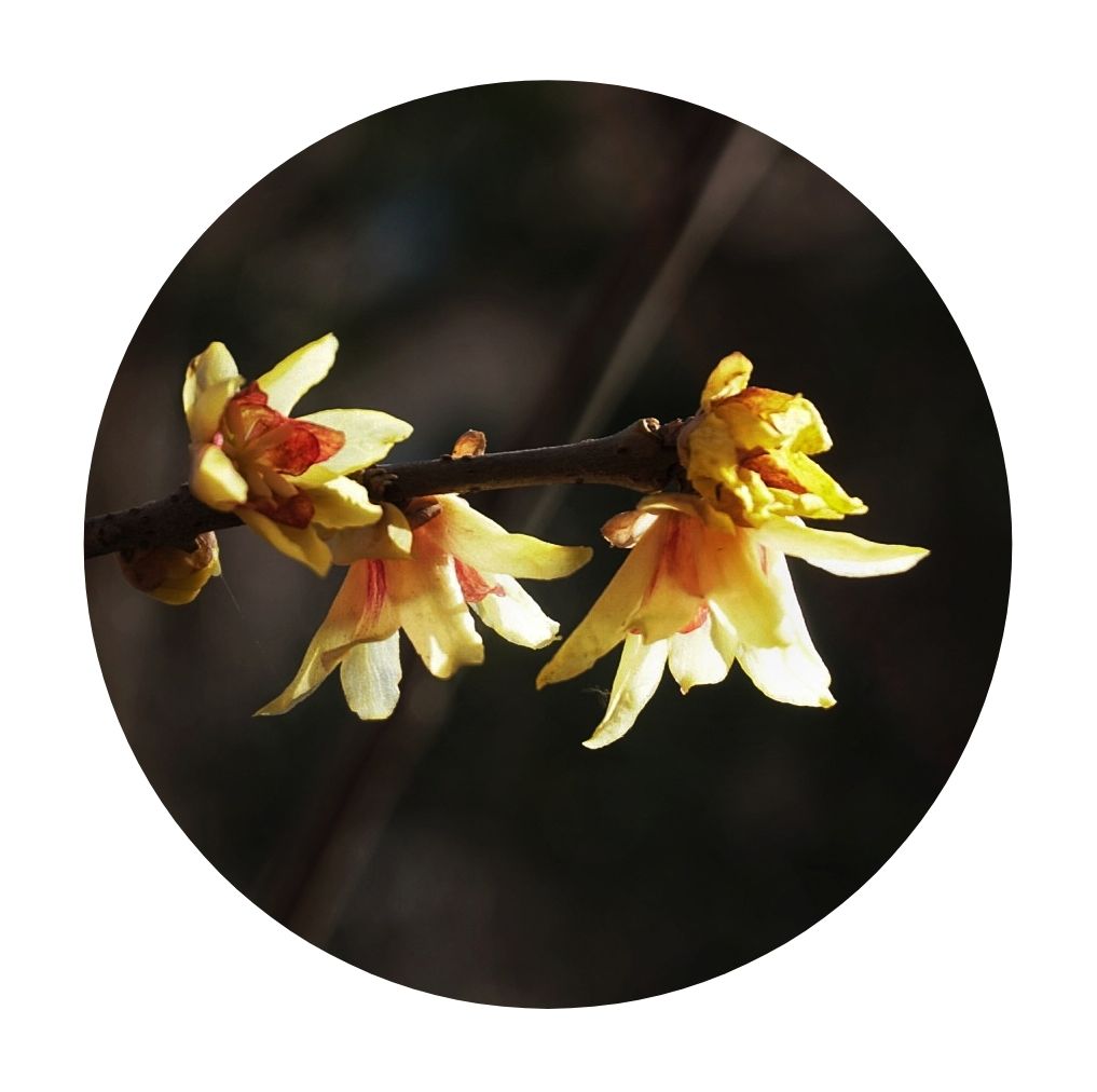 【原创首发】狗蝇腊梅