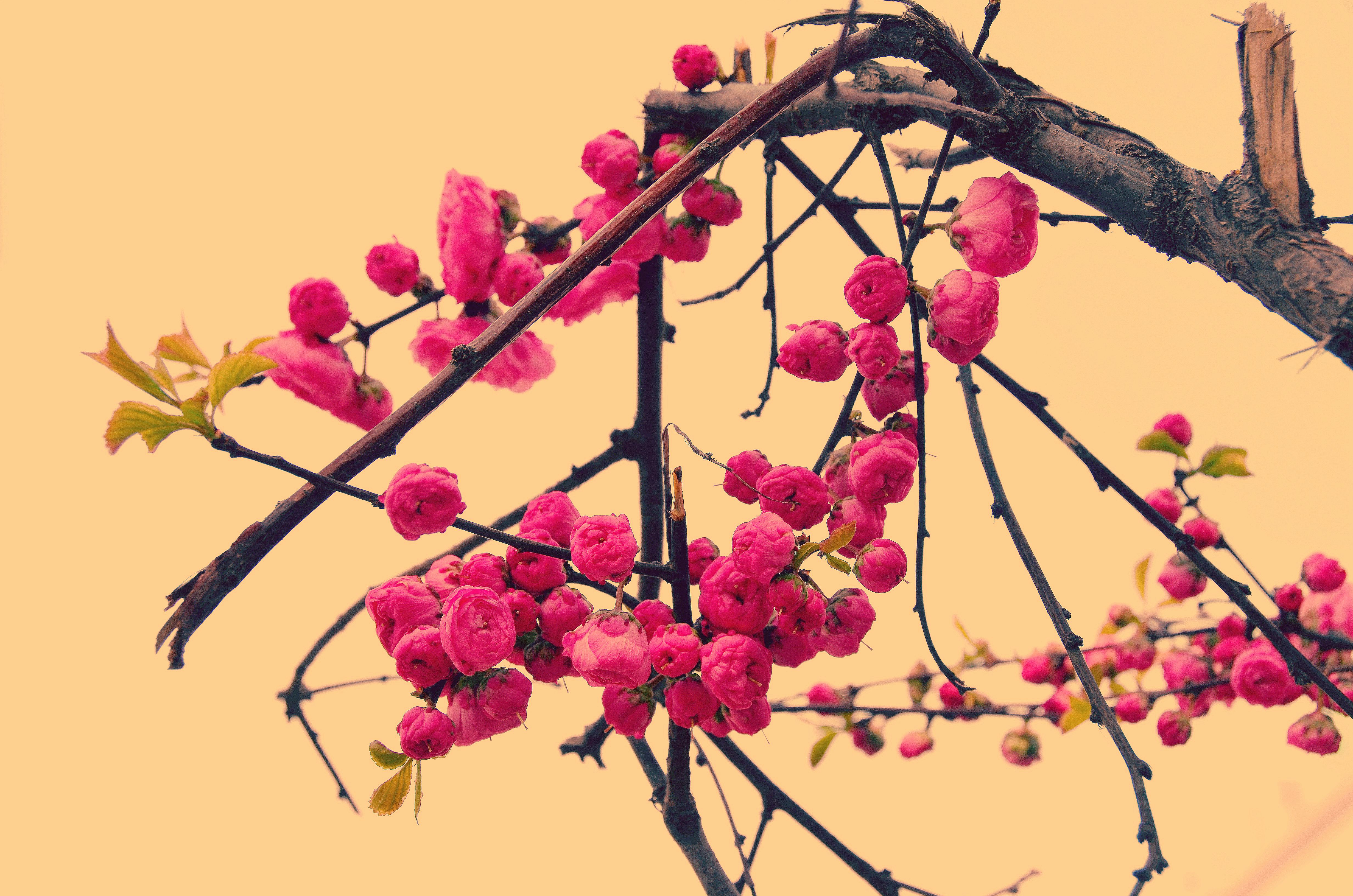 大美石河子~歌曲《我爱桃花我爱家》演唱:玛河石