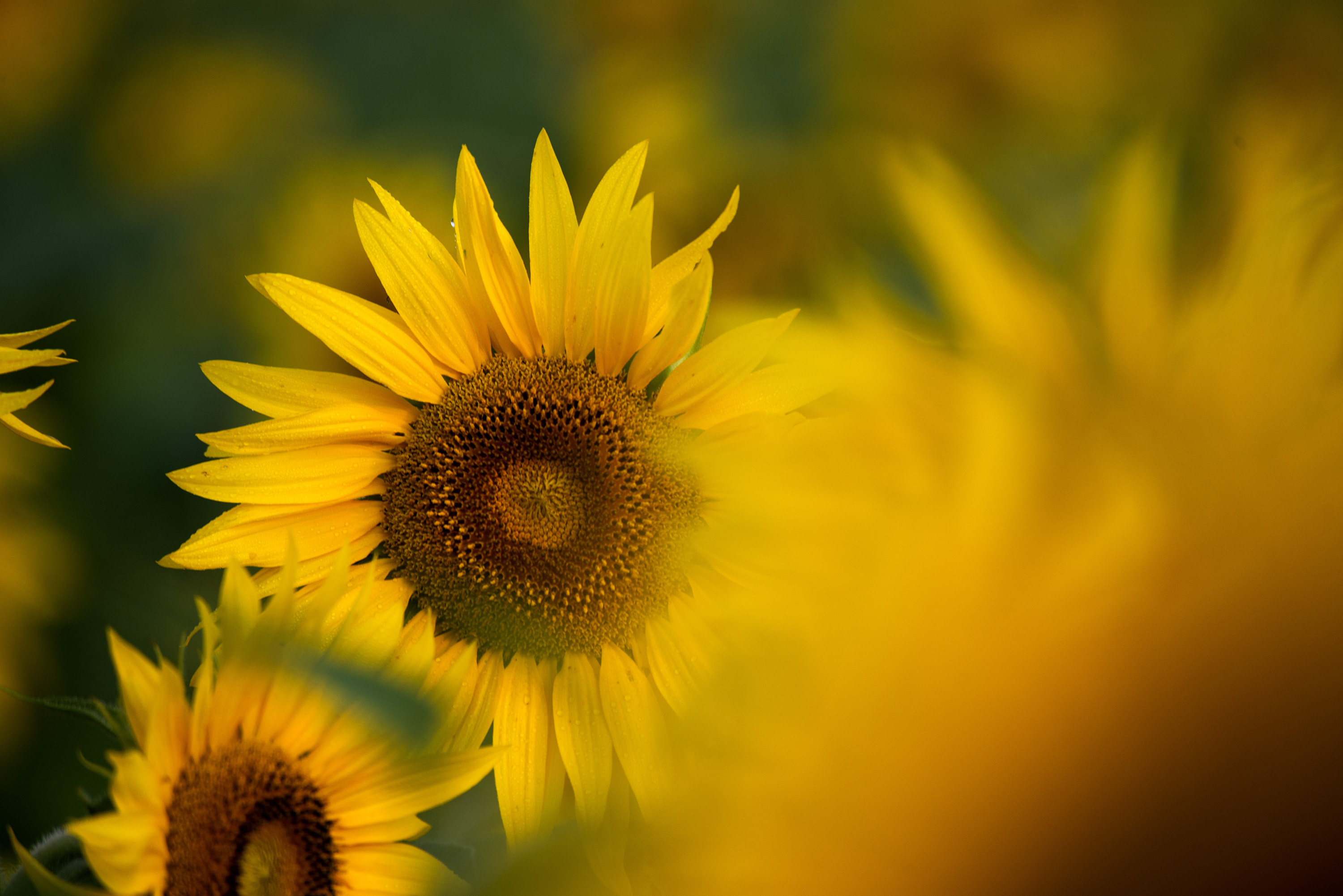 更无聊絮因风起,唯有葵花向日倾