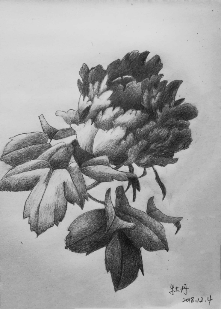 静物素描花卉图片