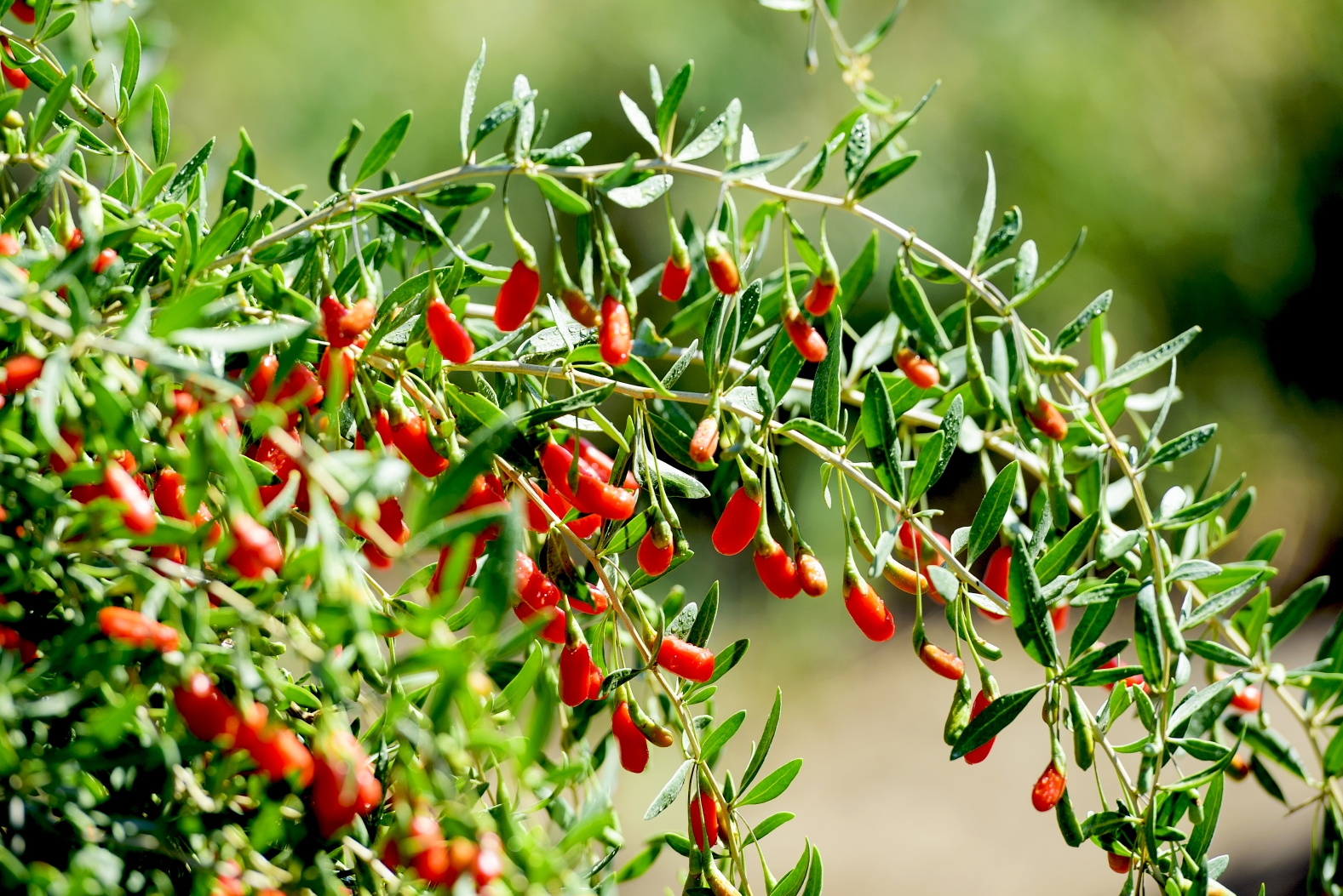 《 重返格尔木.第二故乡》2