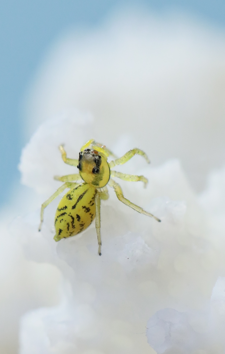 (原片微距摄影)绿色的小跳蛛