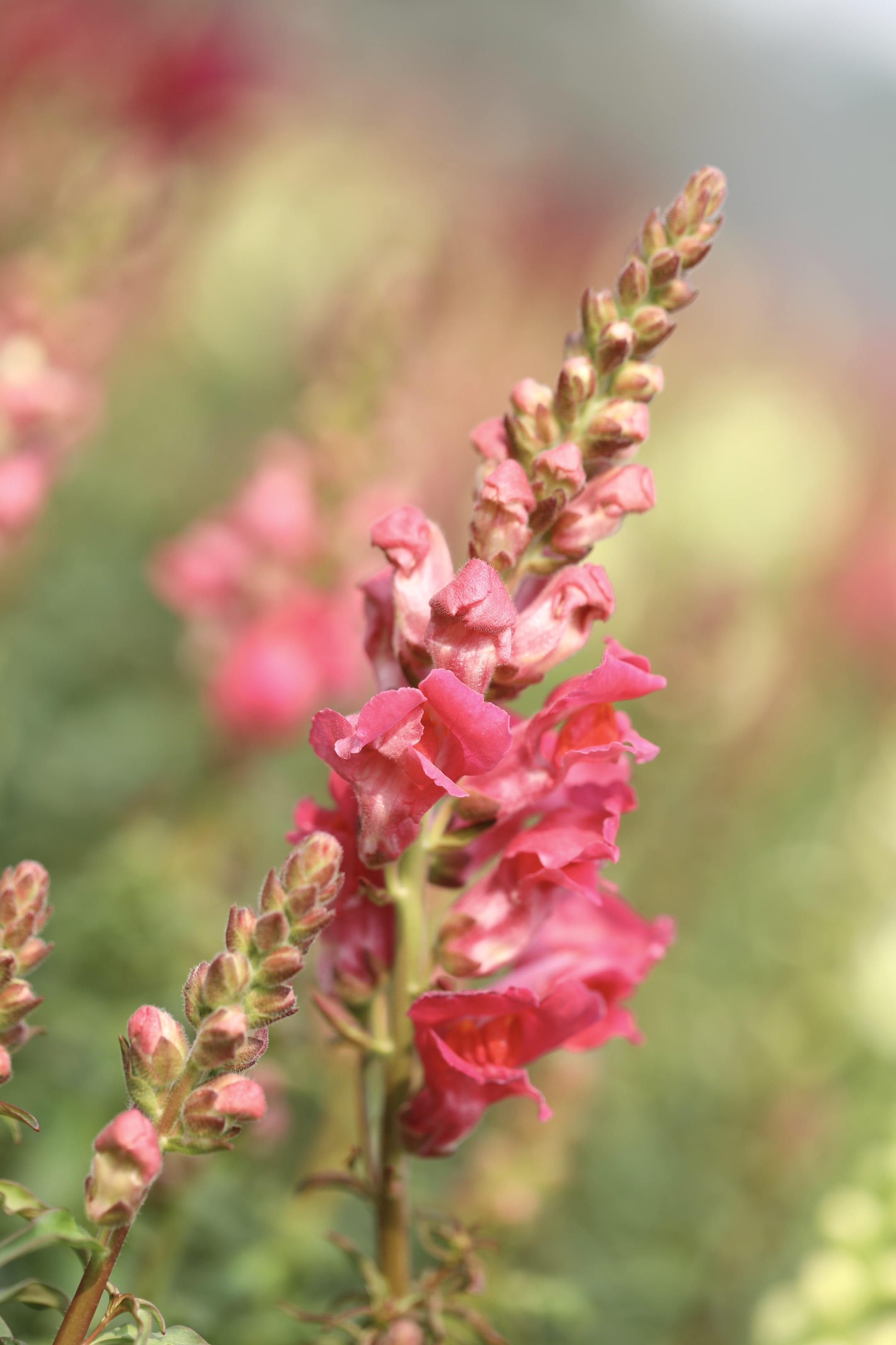 首发粉色金鱼草