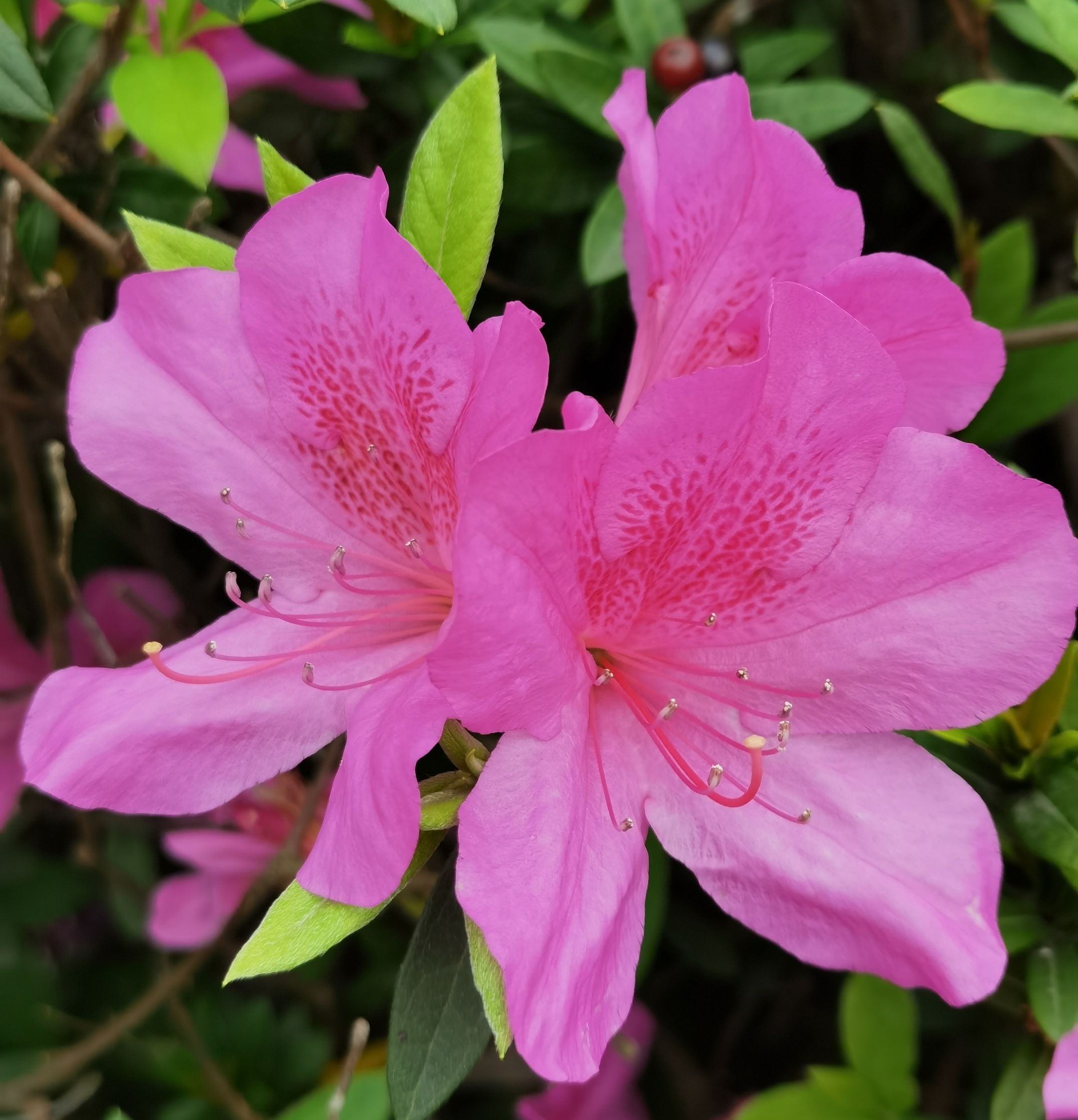 【首发】杜鹃花