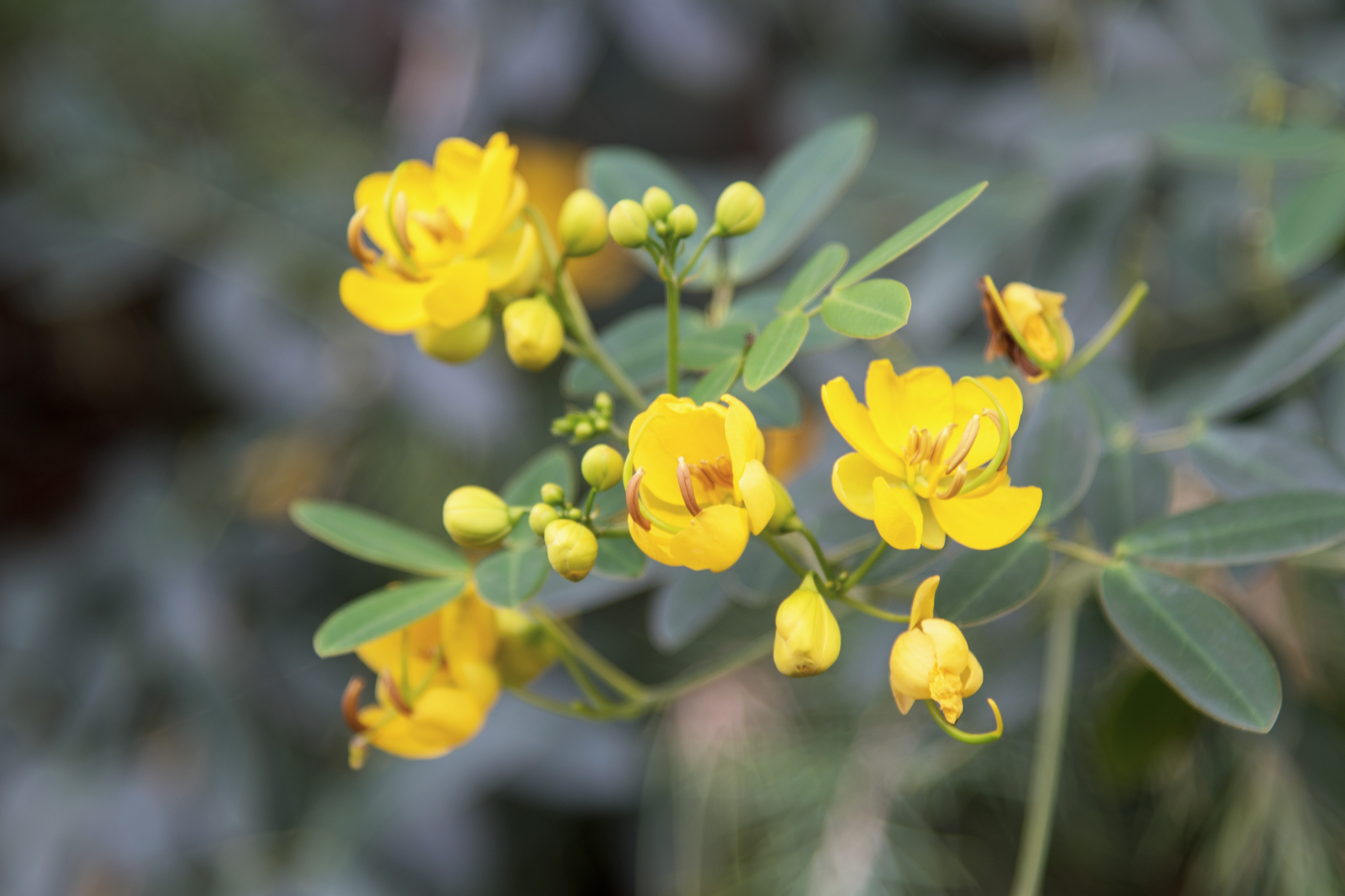 双荚决明花语图片